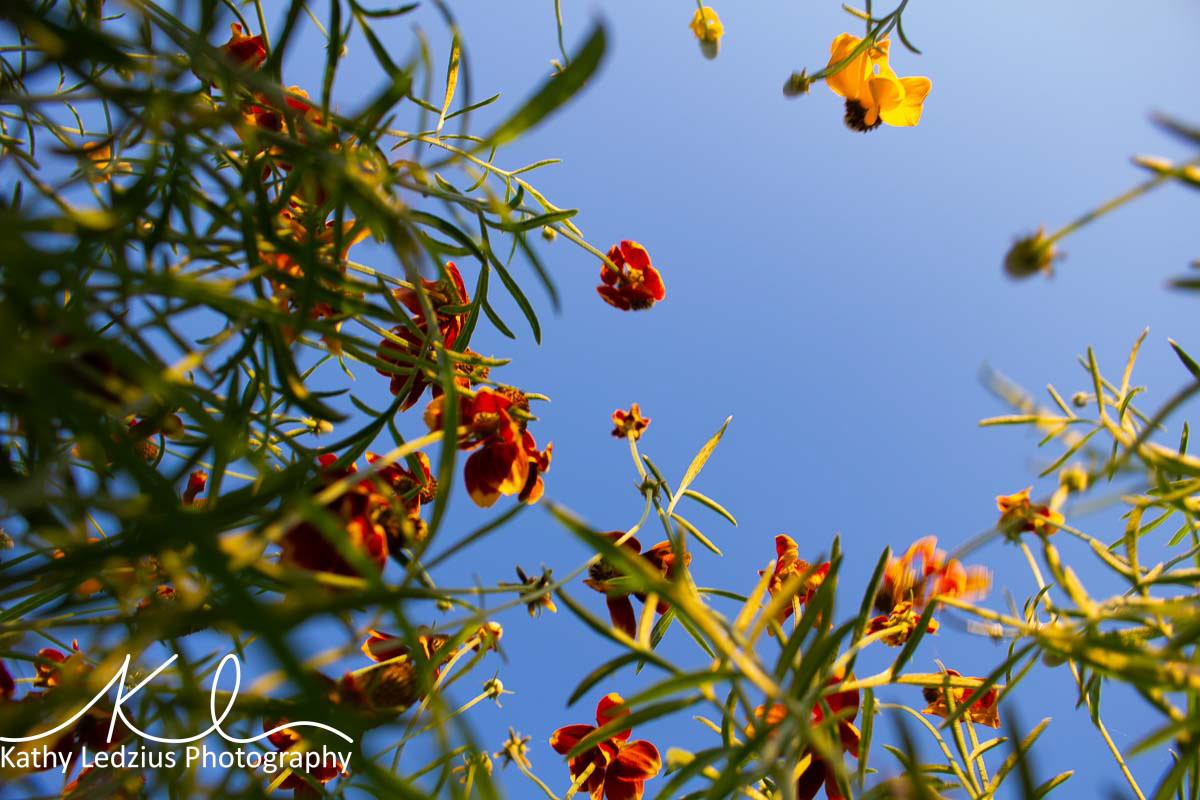 Mexican Hat Flowers