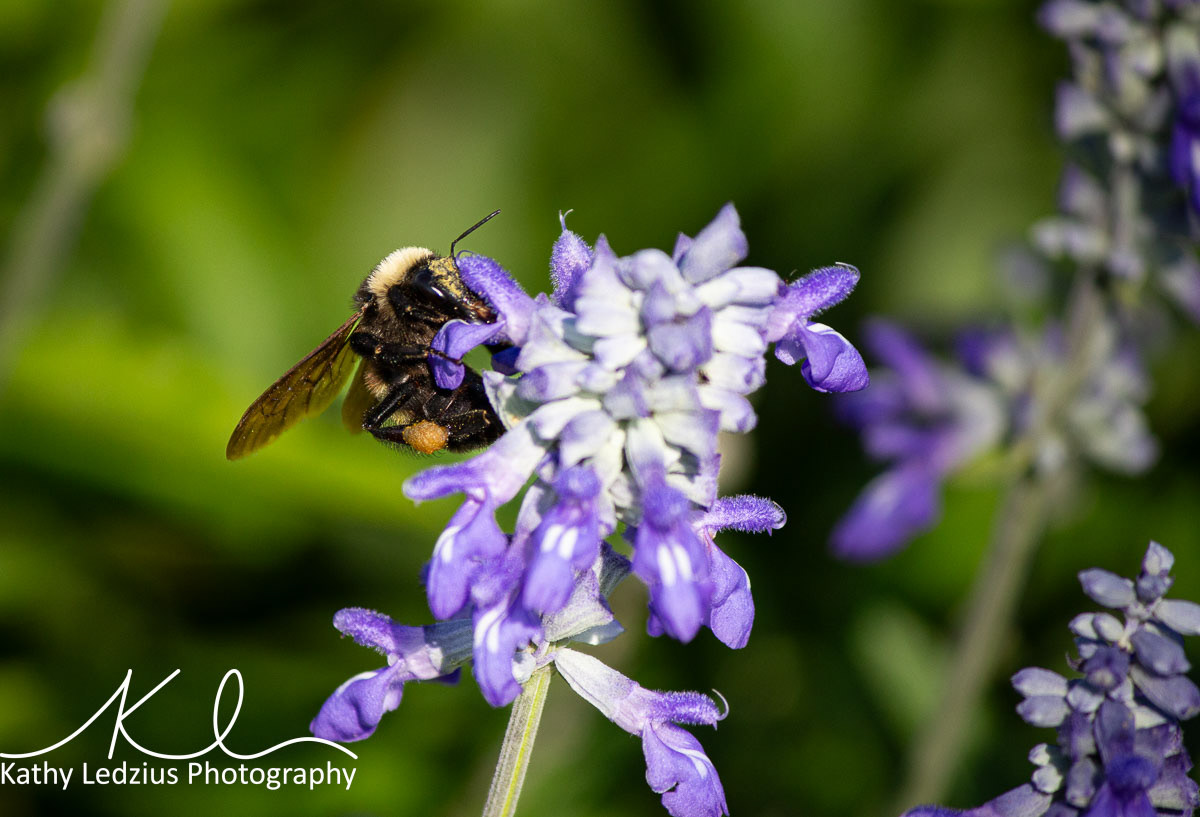 Bee on Lavender