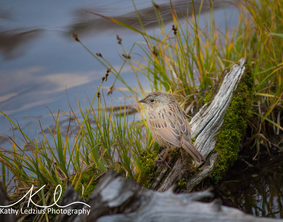 Sparrow