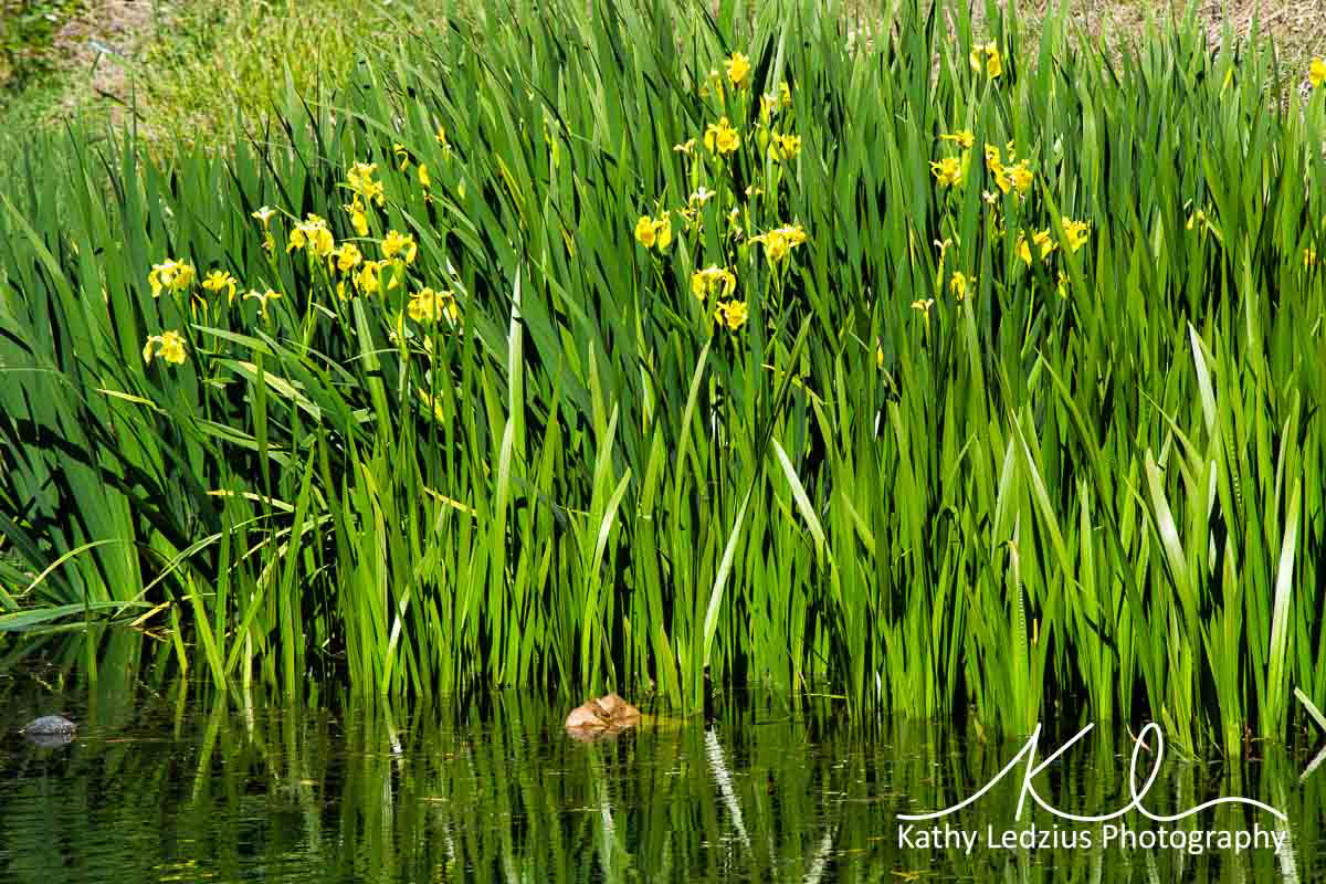 Yellow Iris
