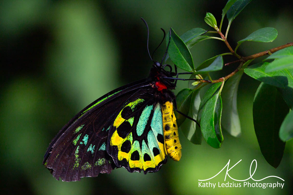 Cairns Birdwing Butterfly