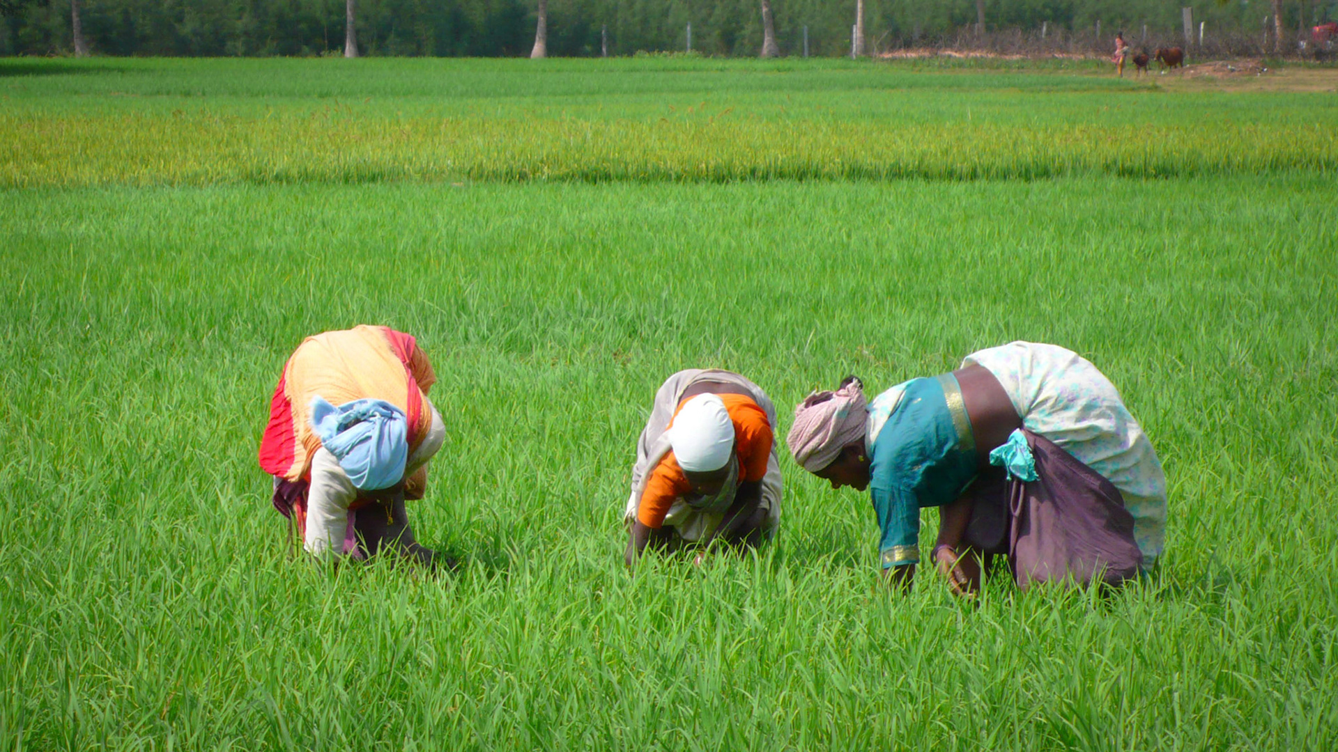 Southern India
