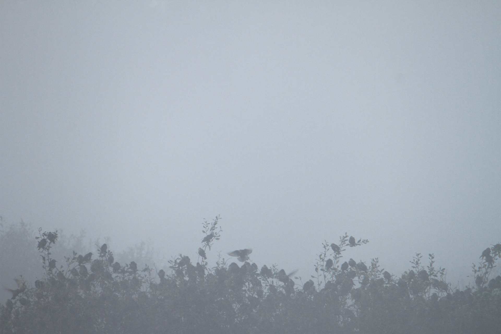 Resting Starlings