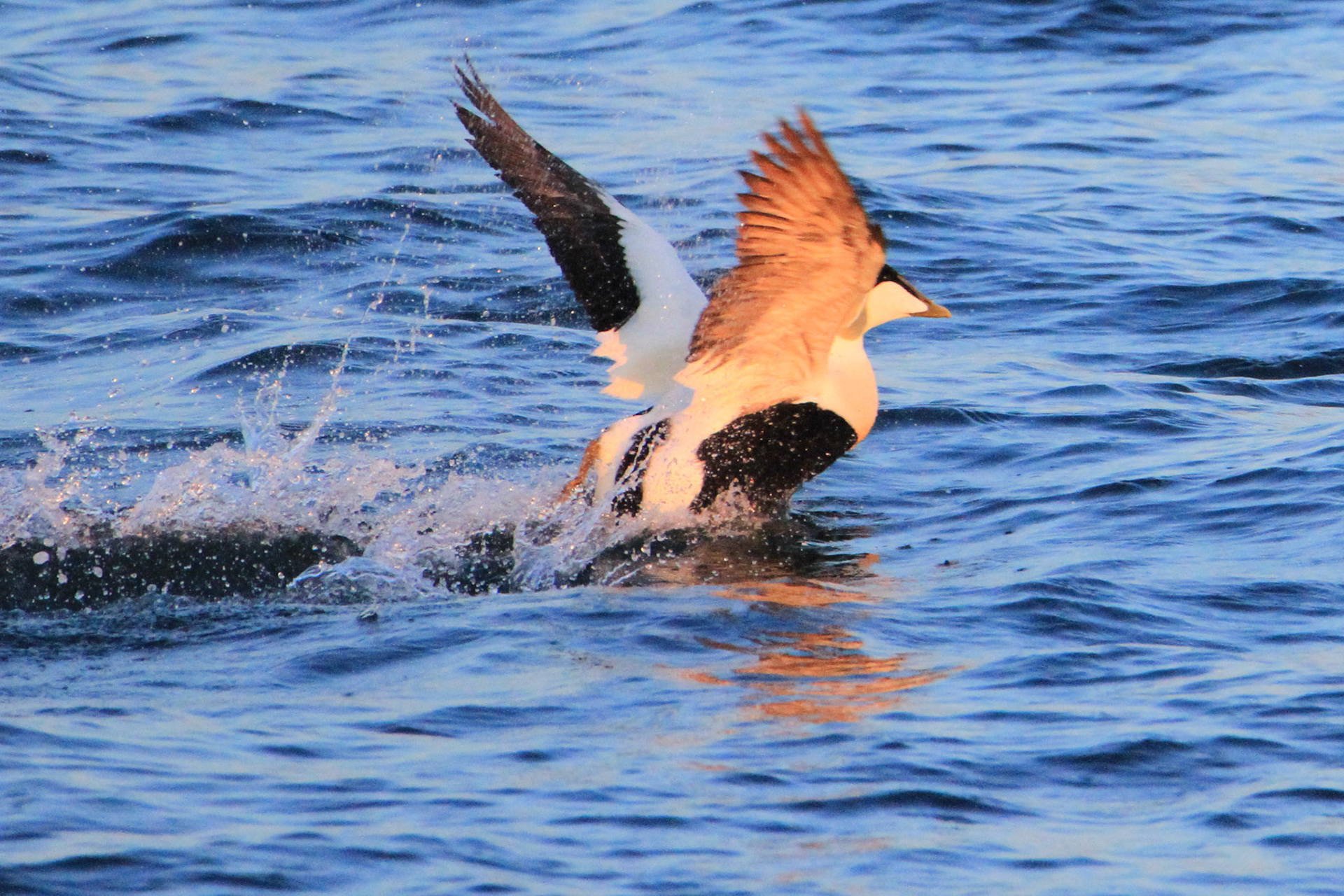 "Take off" i solnedgangslys