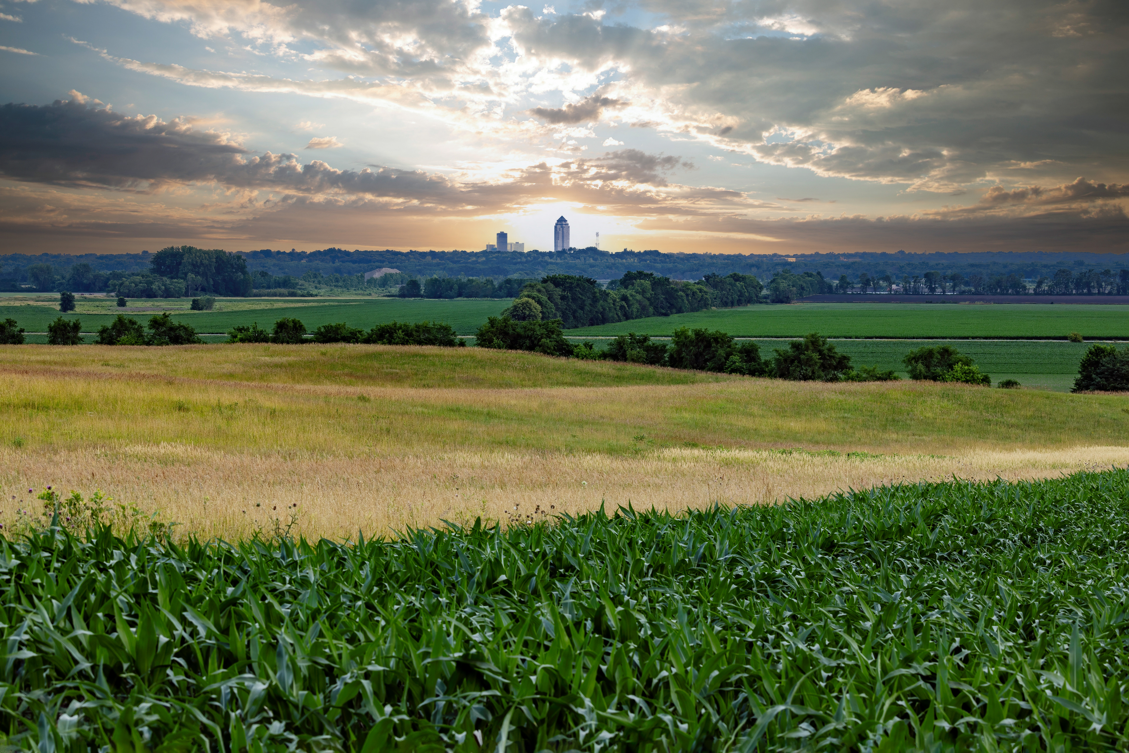 Skyline across the Cornfield