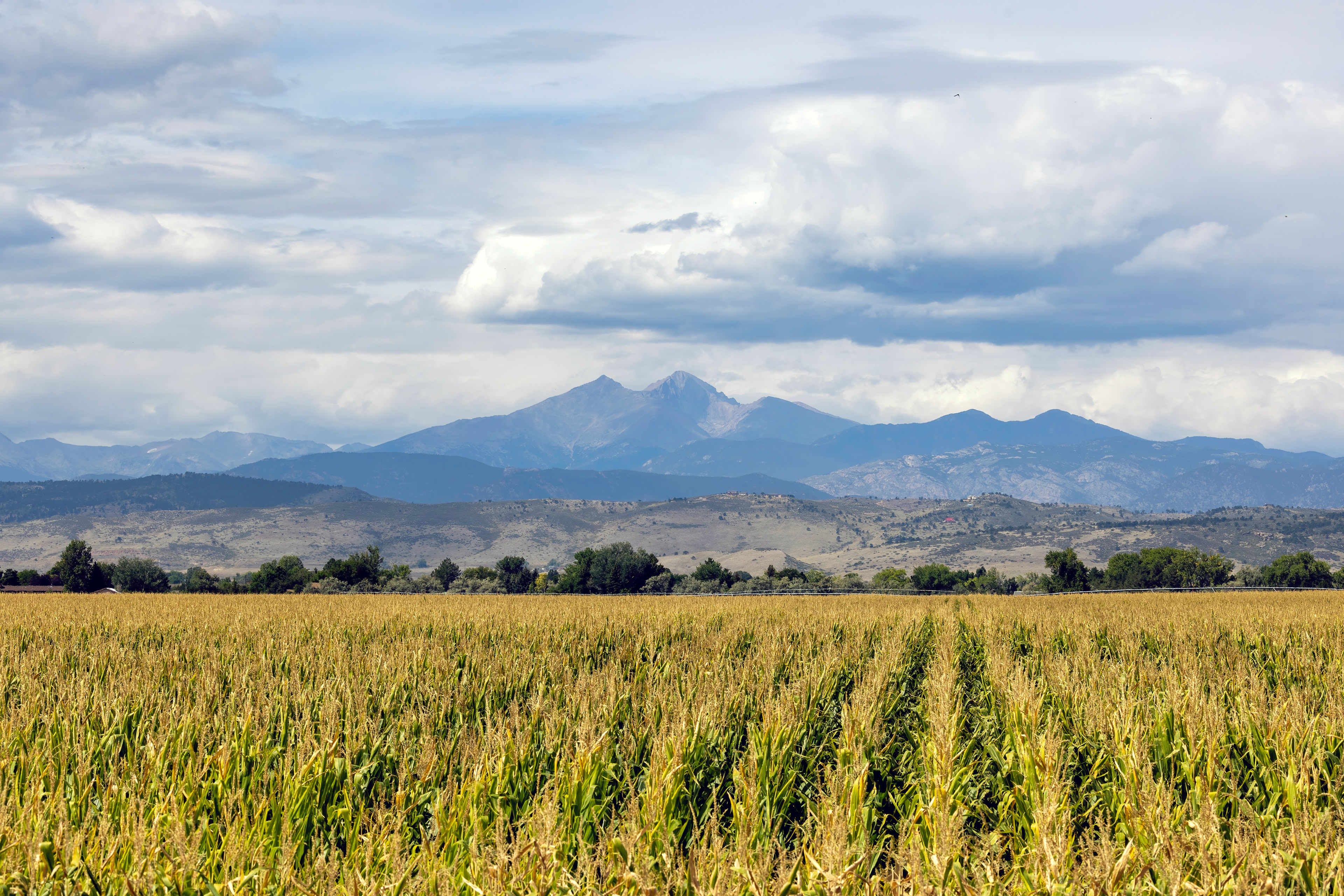 Corn Field in Front of the Flat Irons