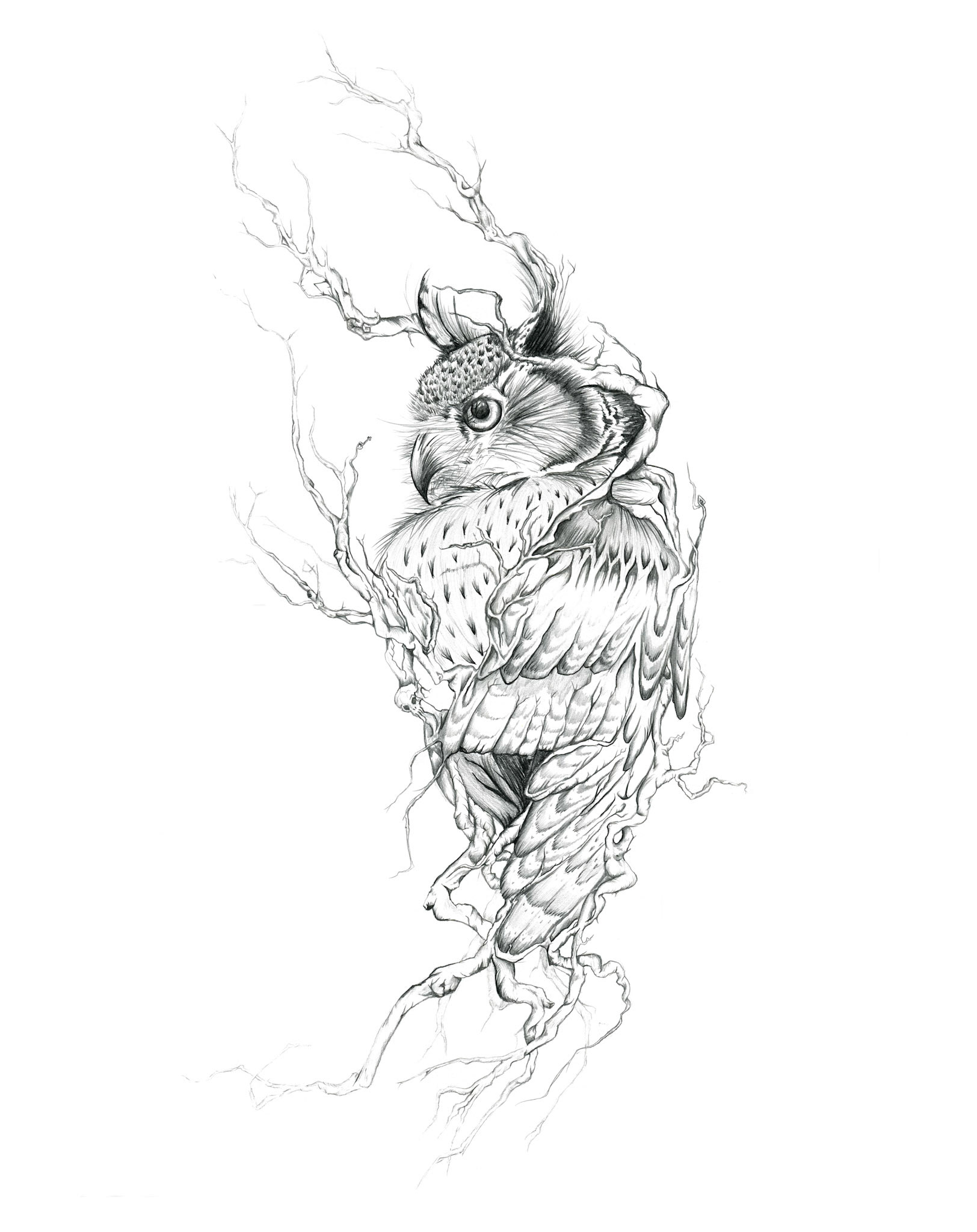 The Owl
