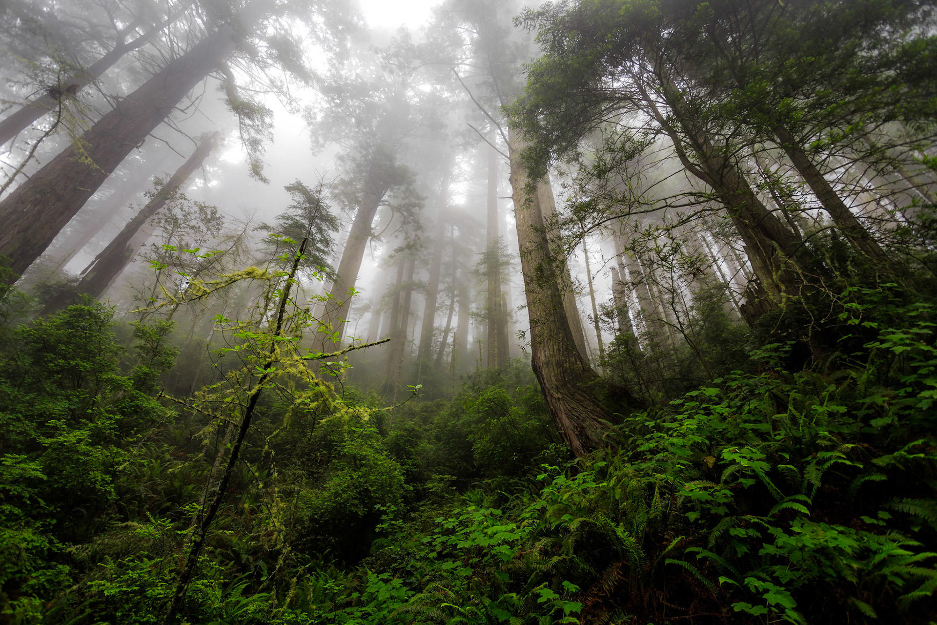 Redwoods along the Damnation Creek Trail in California
