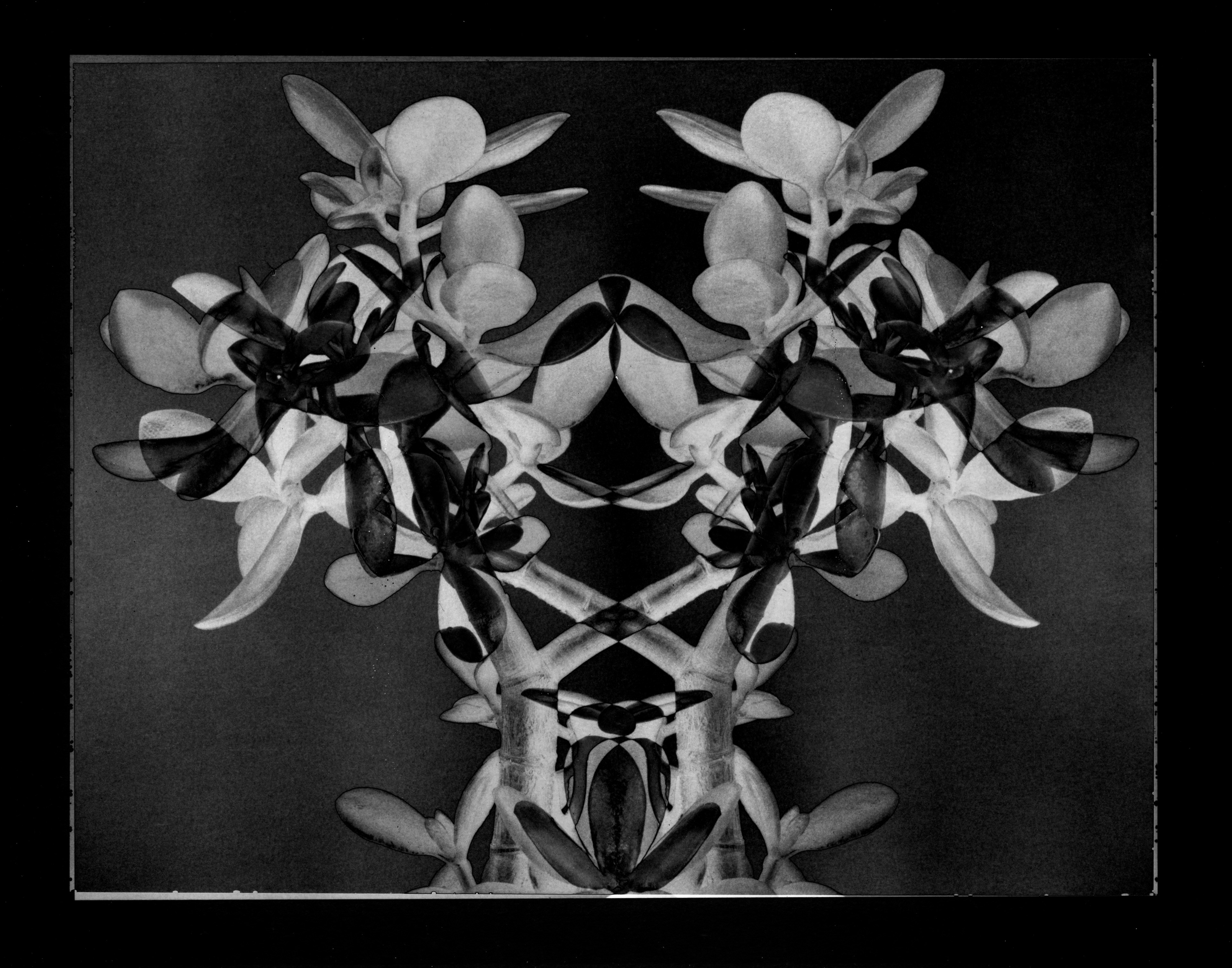 Analogue 9 - Succulente