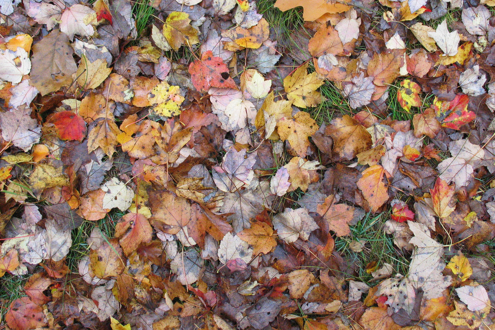 feuille à Boston College