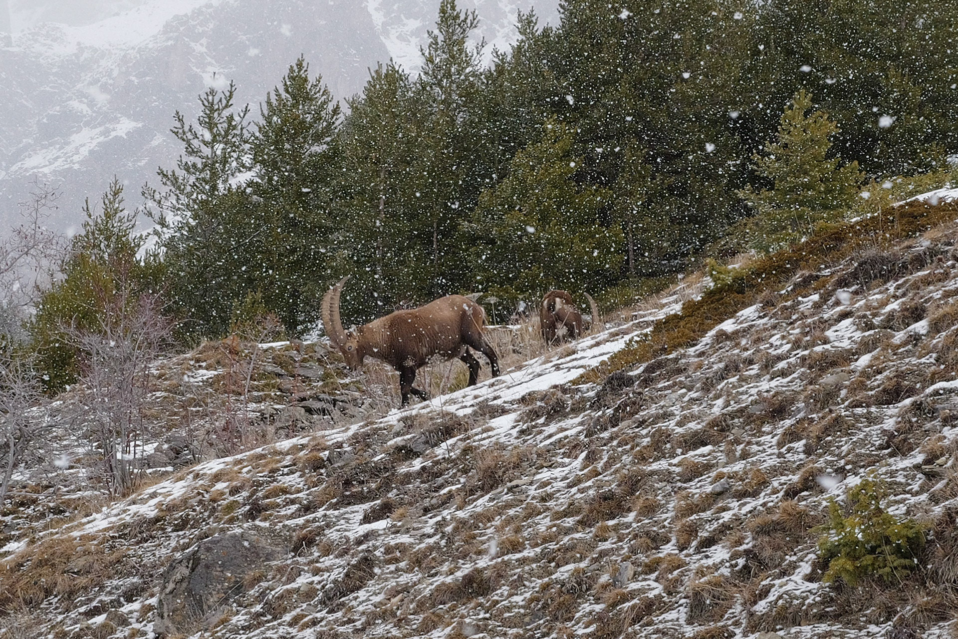bouquetin à Jausiers