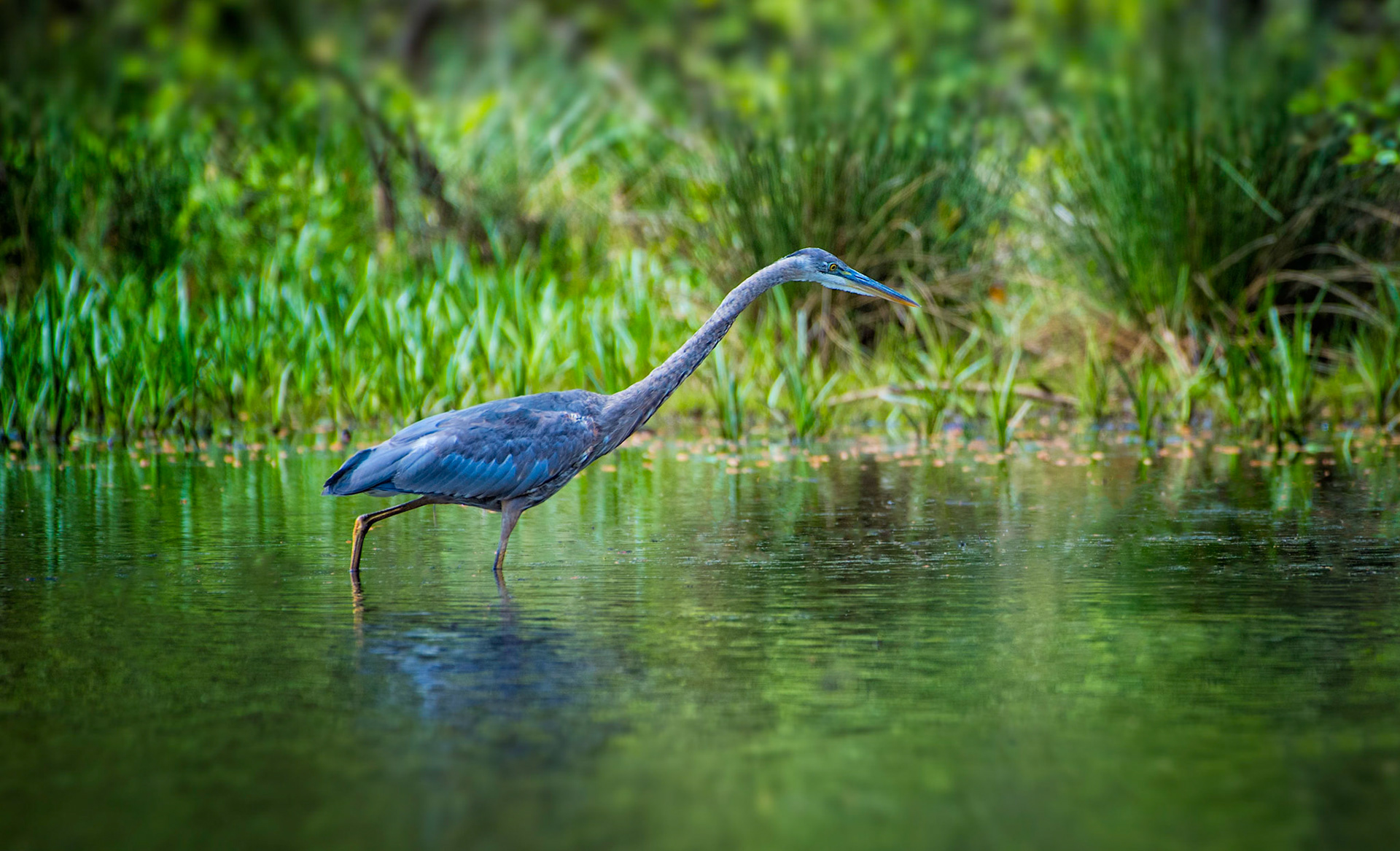 Blue Heron at Stone Mt Park