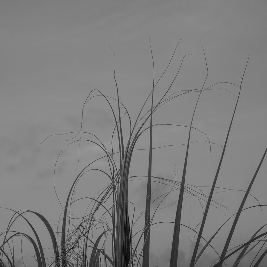 Palm tree blowing in the wind in Perdido Key, FL