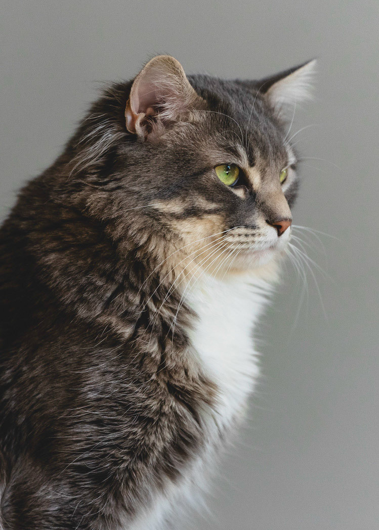 Ash my house cat sits still to let me take his portrait.