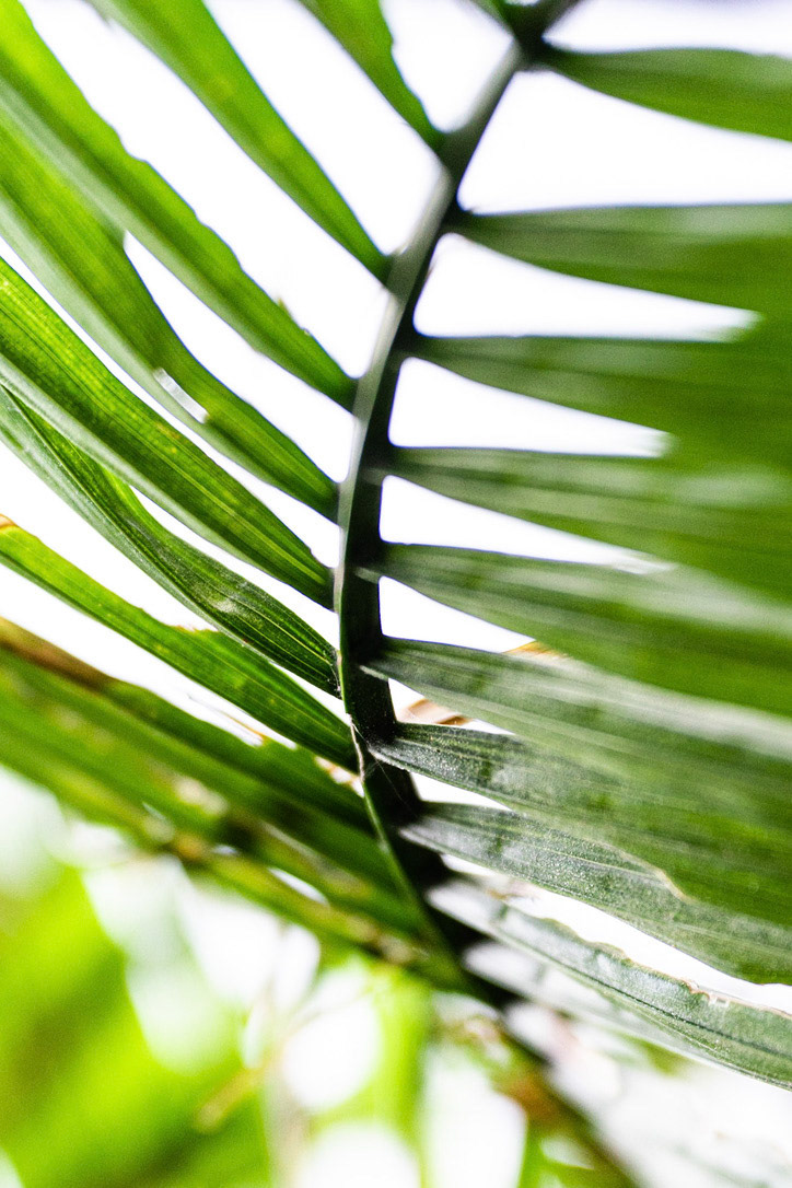 Close-up of my palm tree