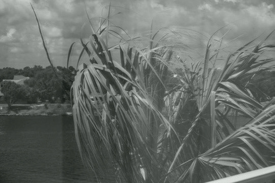 Palm tree blowing in the wind in Perdido Key, FL