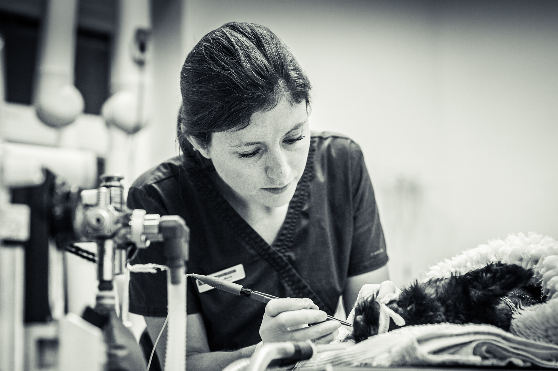 The Veterinary Defence Society