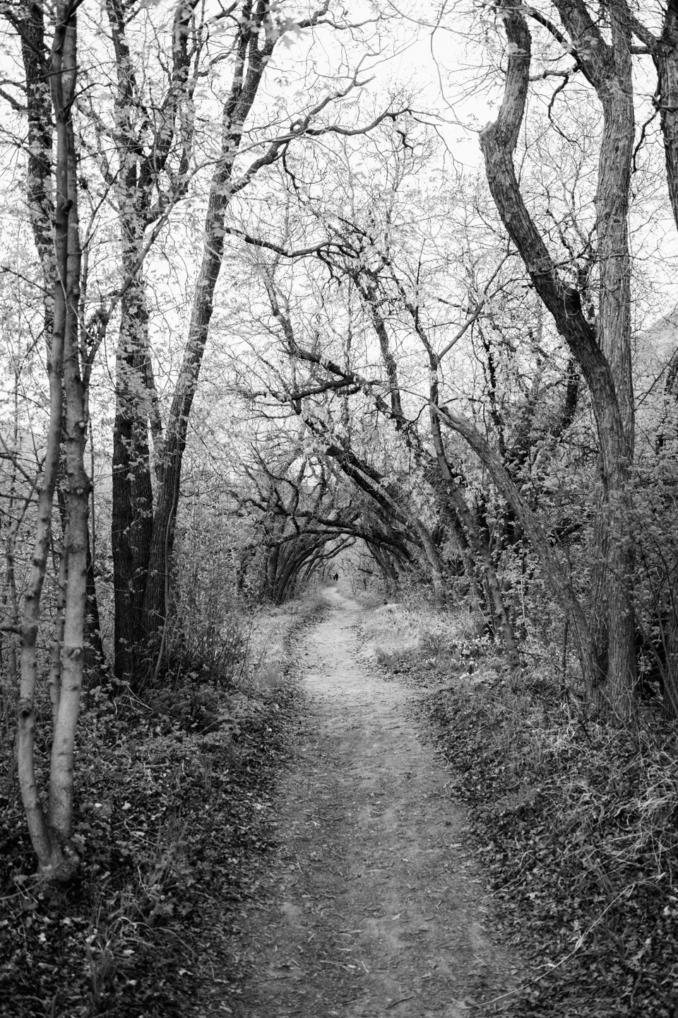 Red Butte Garden - 12" x 16"