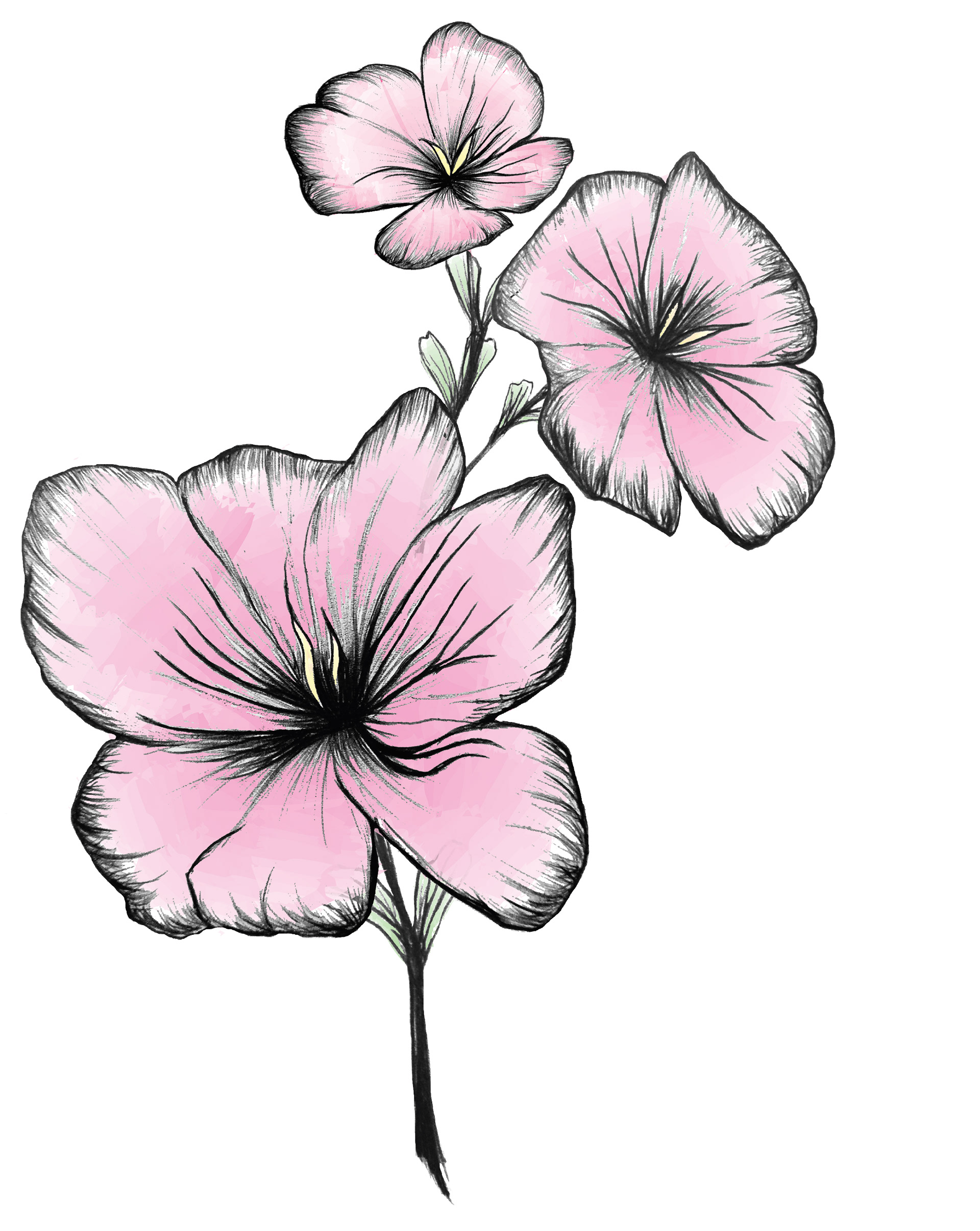 Samantha Chang Design - Rose of Sharon Tattoo Samantha Chang Design - Rose of Sharon Tattoo