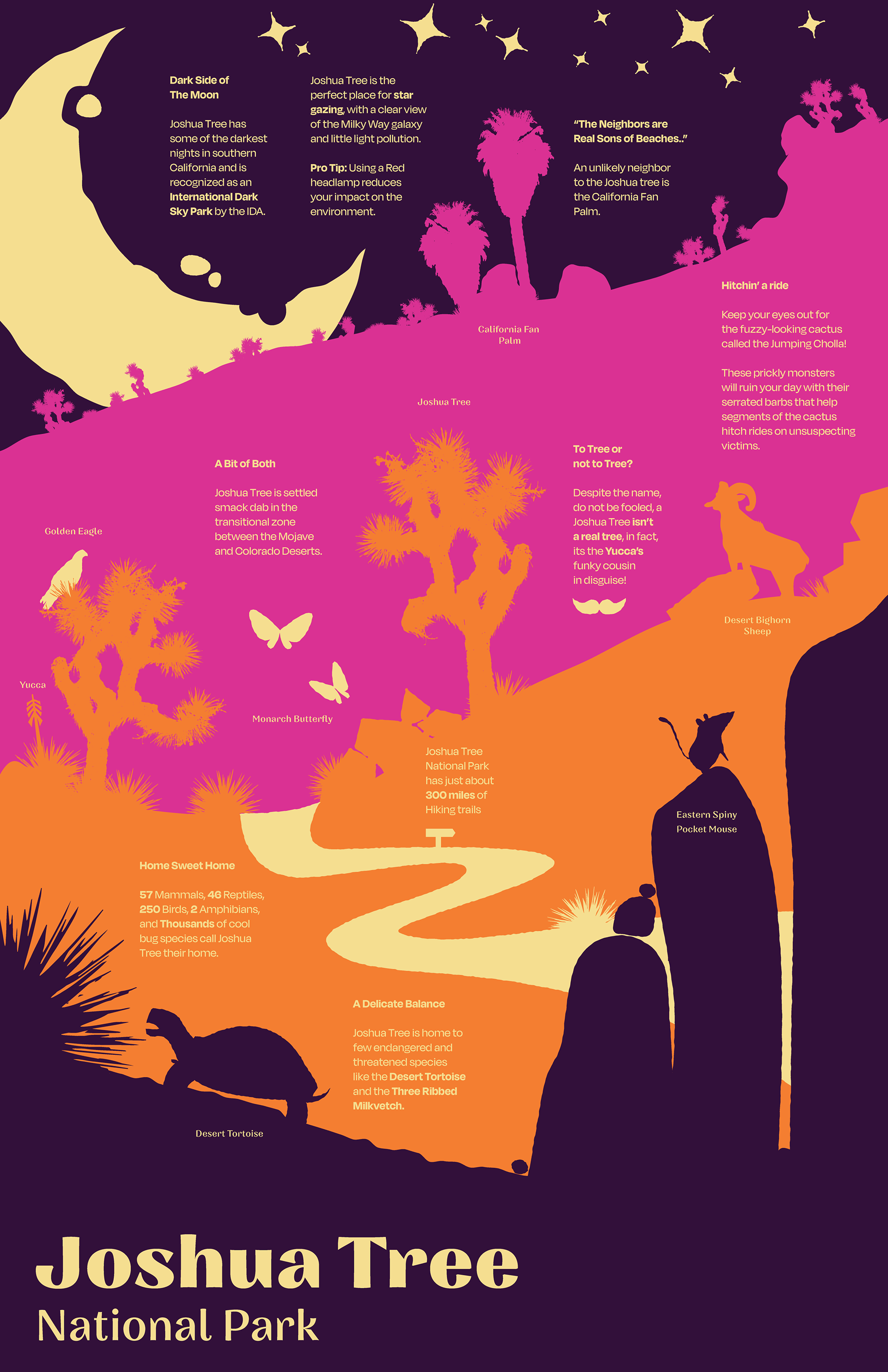 Joshua Tree Infographic, Swett Design, Swett Design Poster, 2022