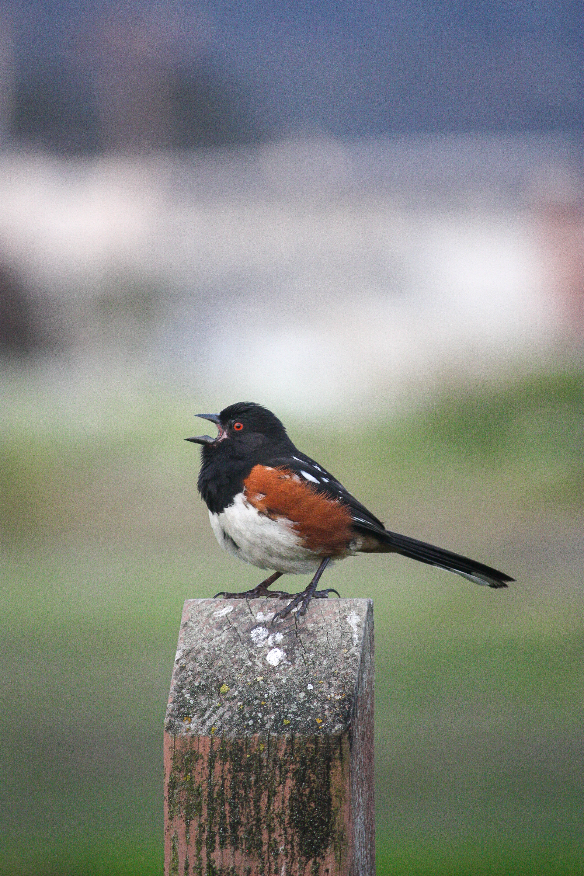 Eastern towhee