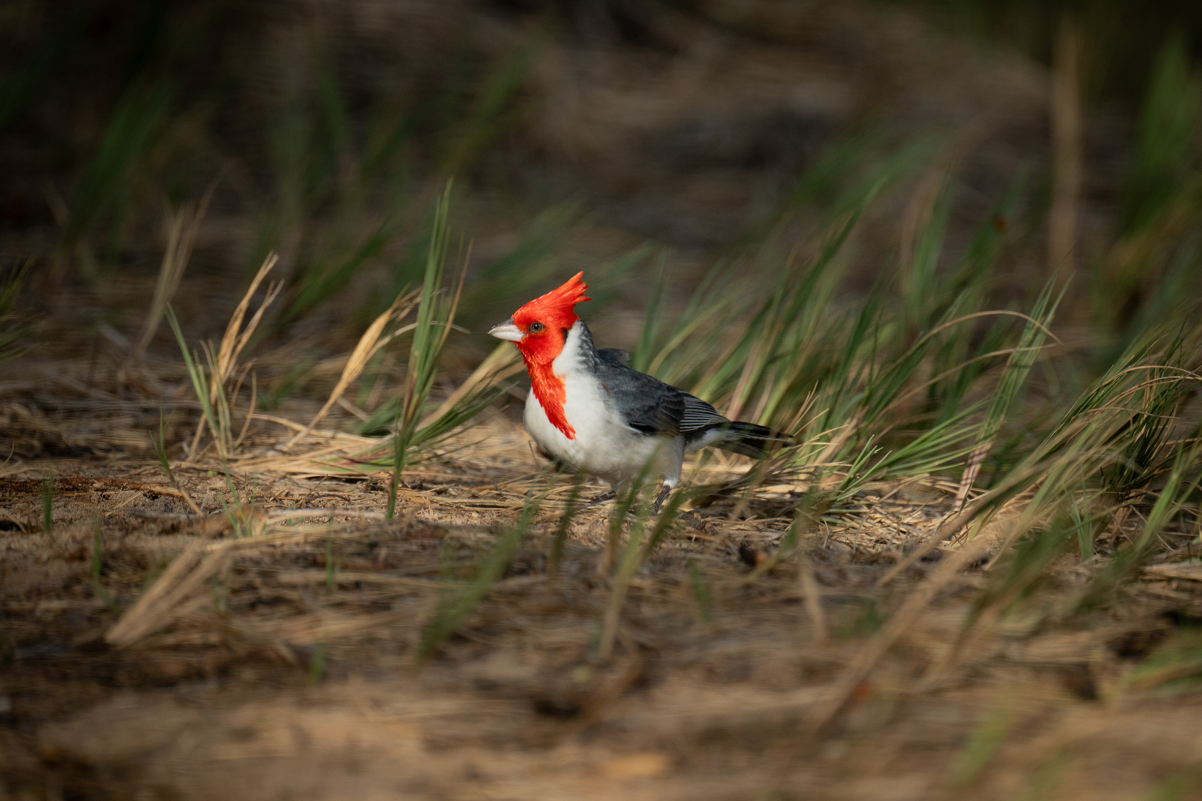 Red-crested cardinal