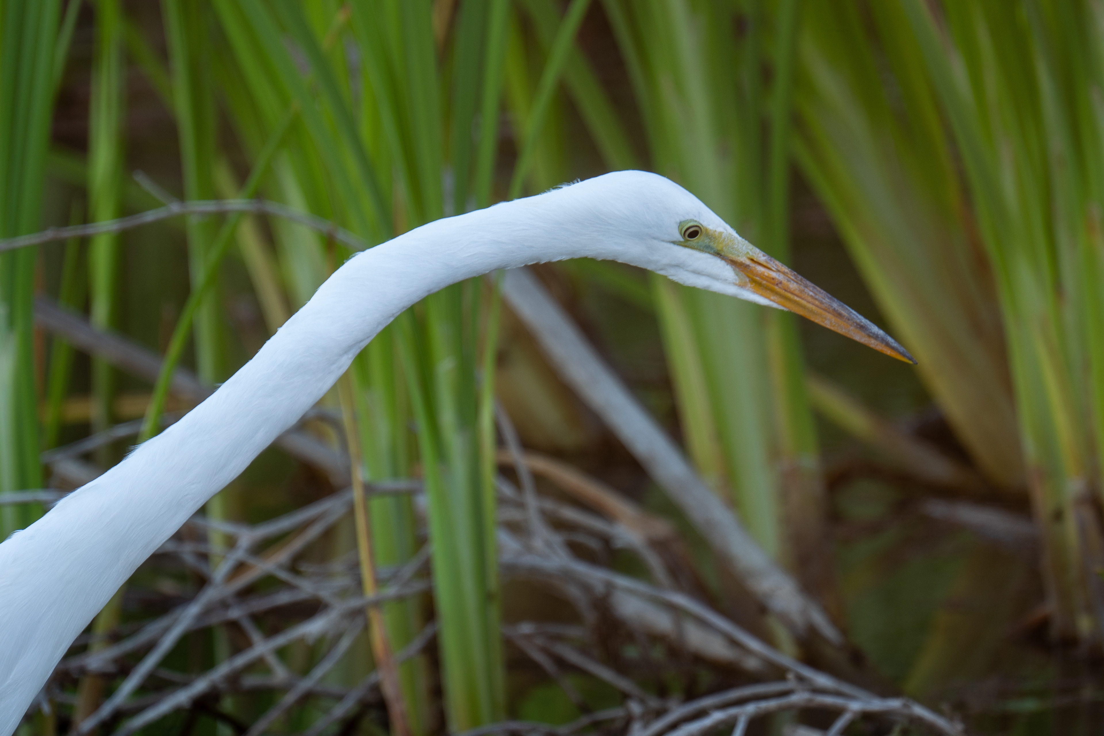 Great egret