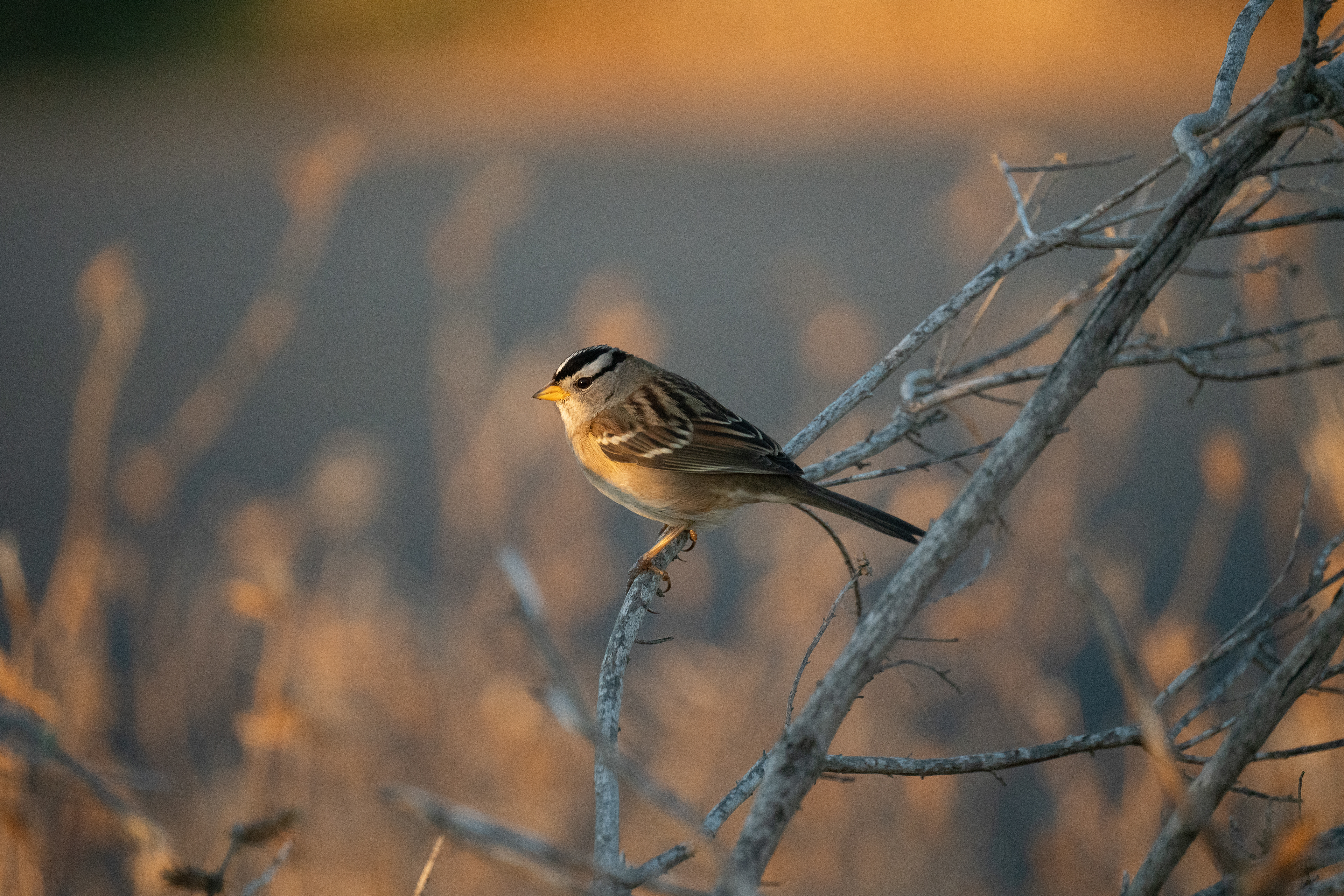 White-crowned sparrow