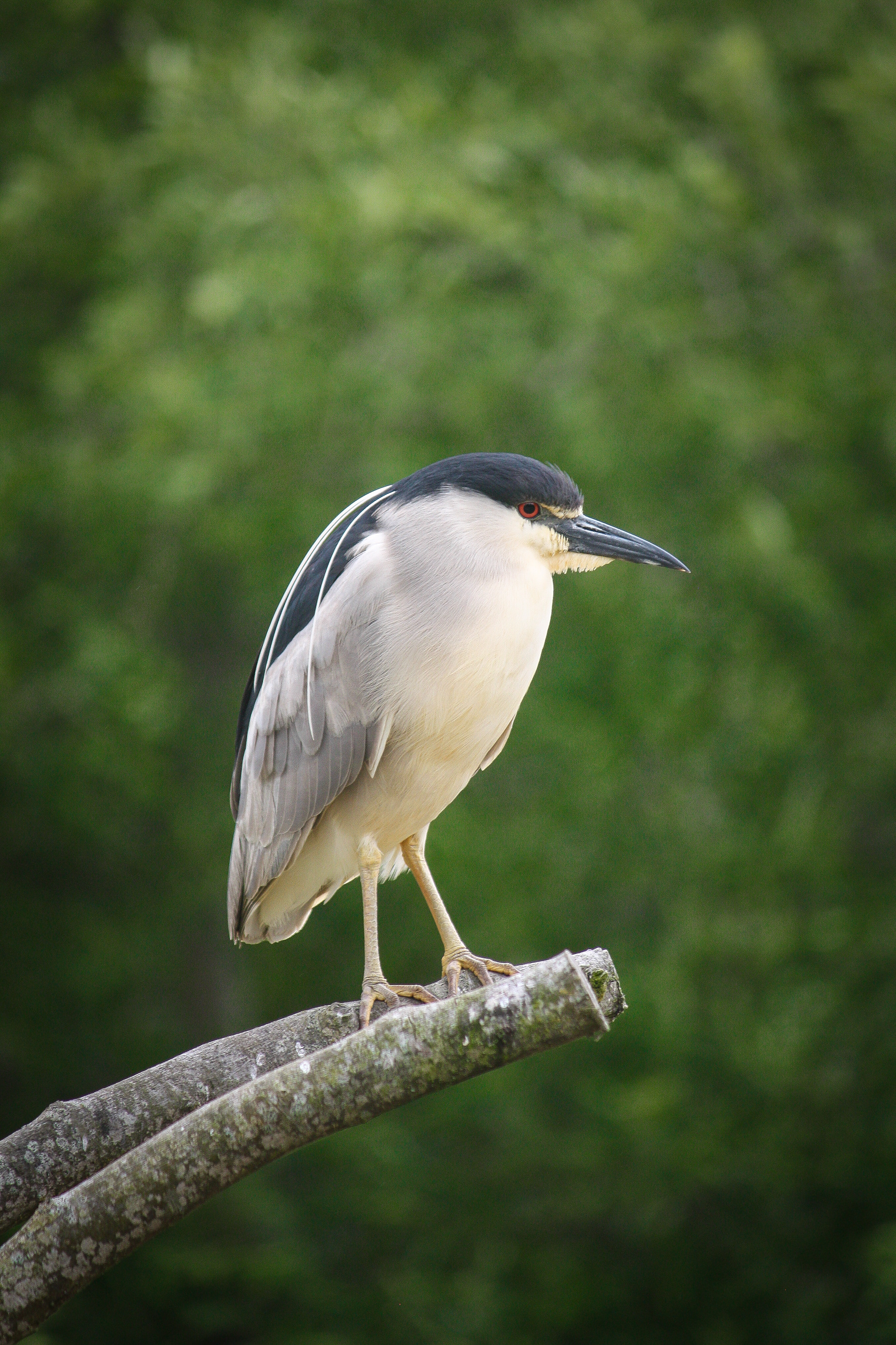 Black-crowned night heron