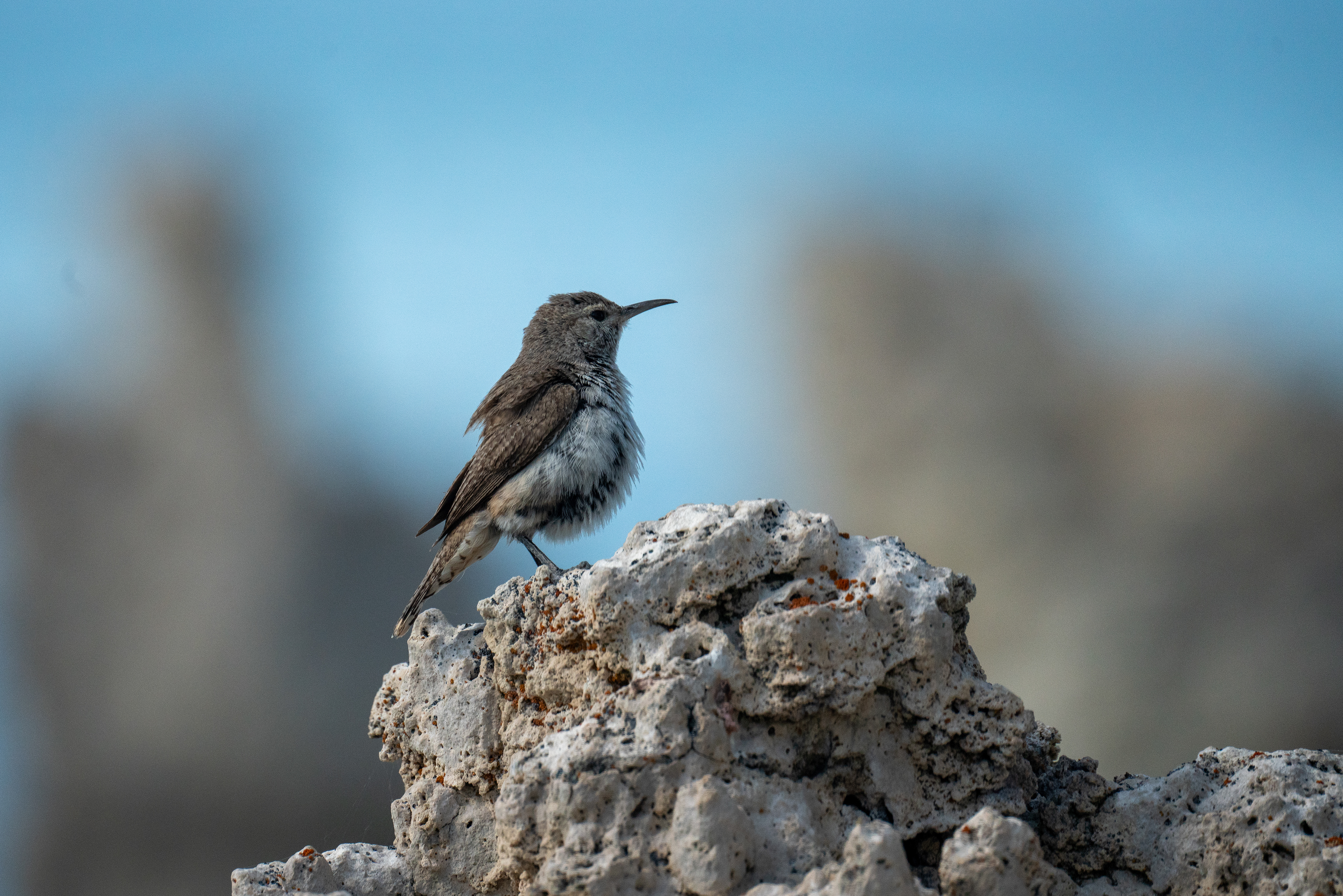 Rock wren