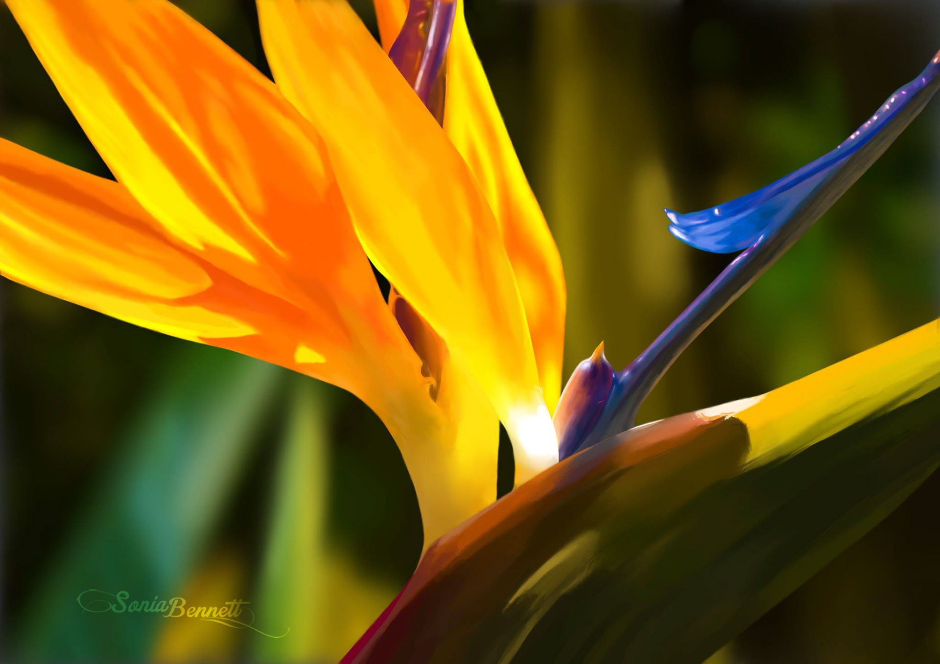 Bird of Paradise - Krita