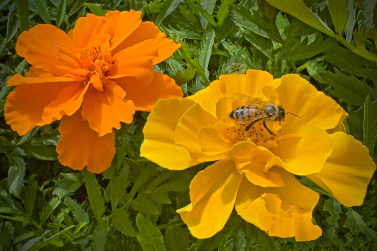 Flowers and bugs