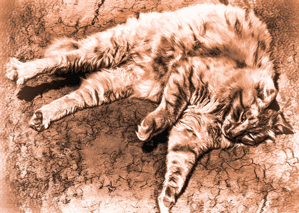 Cats