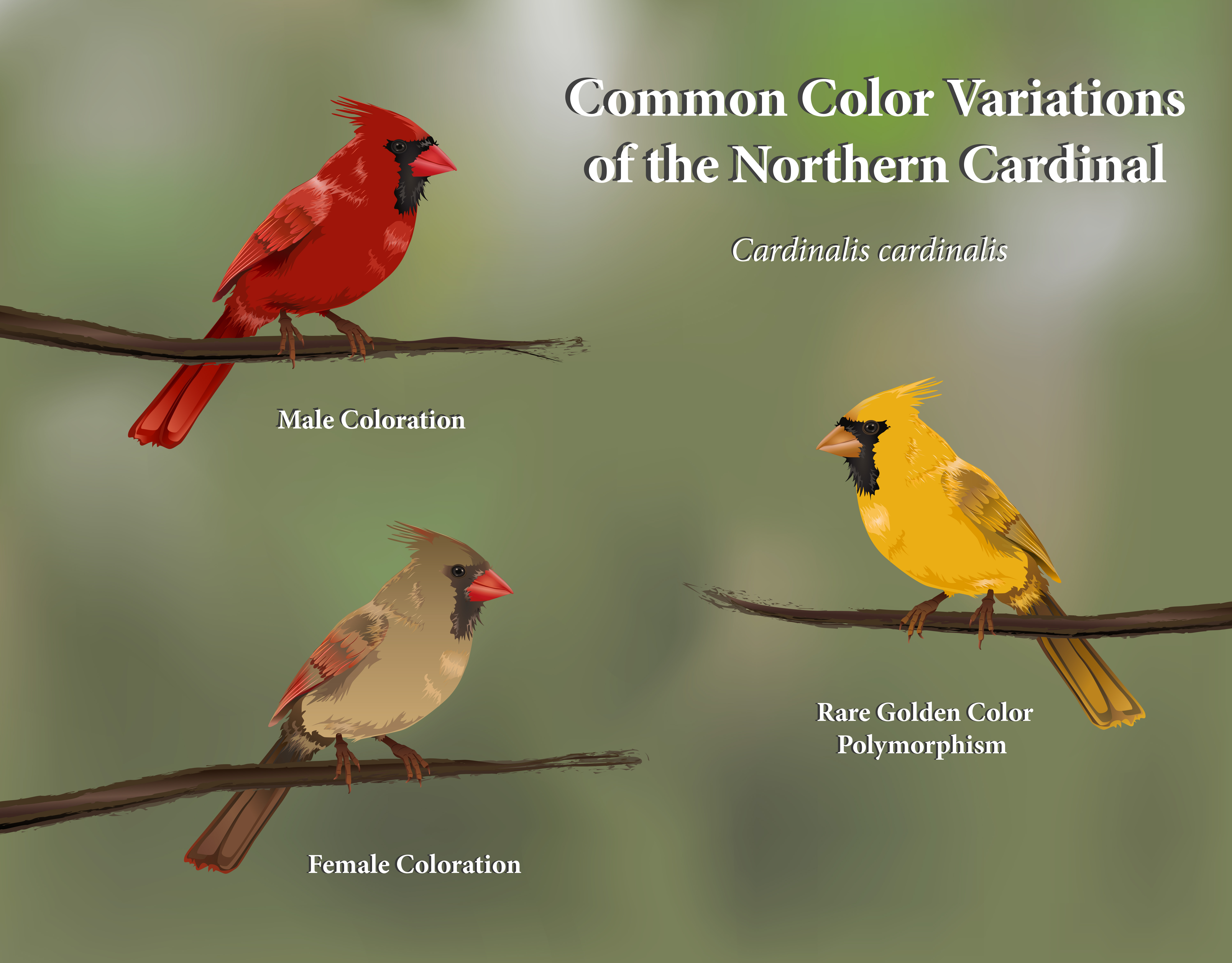 Kara Perilli - Cardinal Color Variations