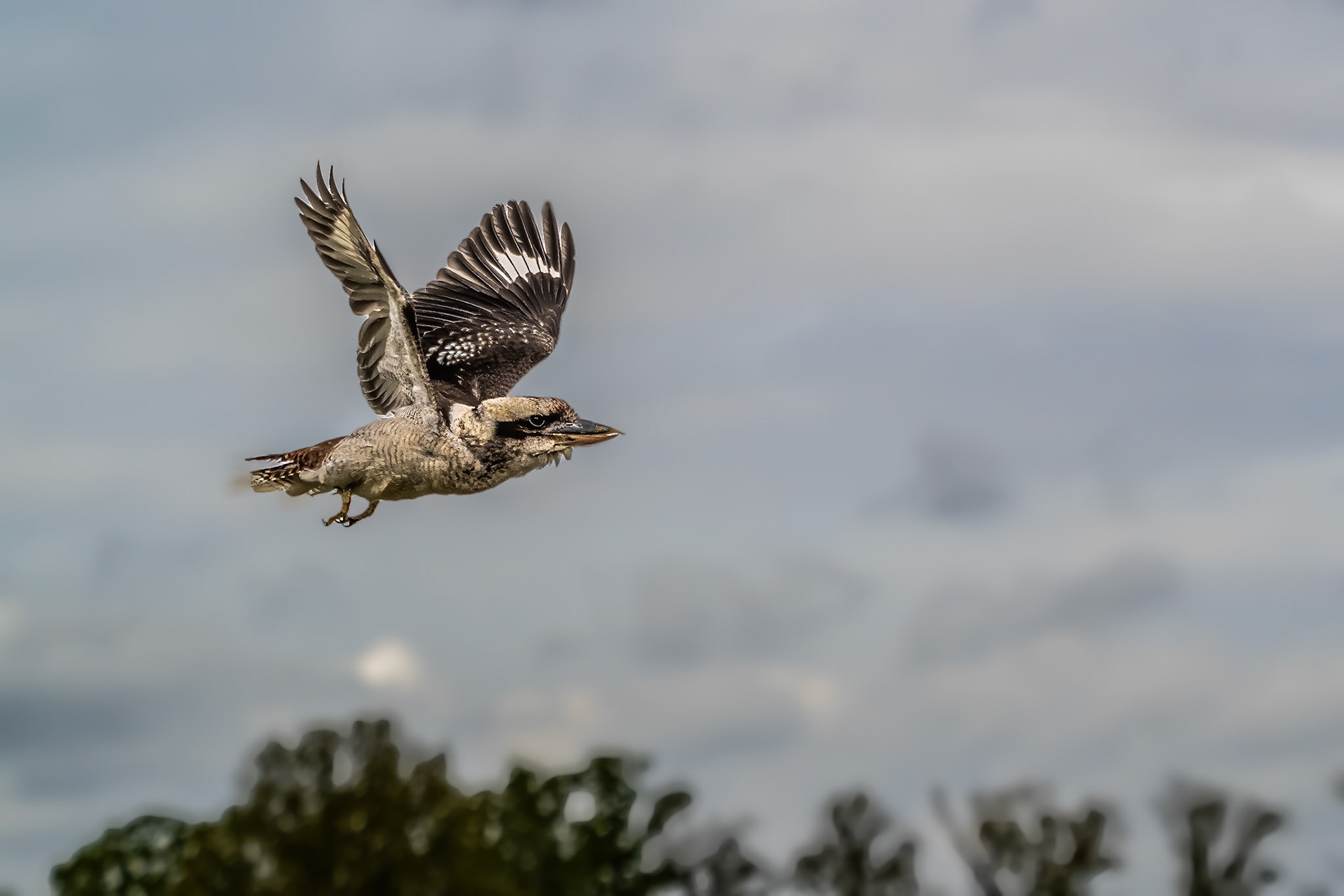 Kookaburra