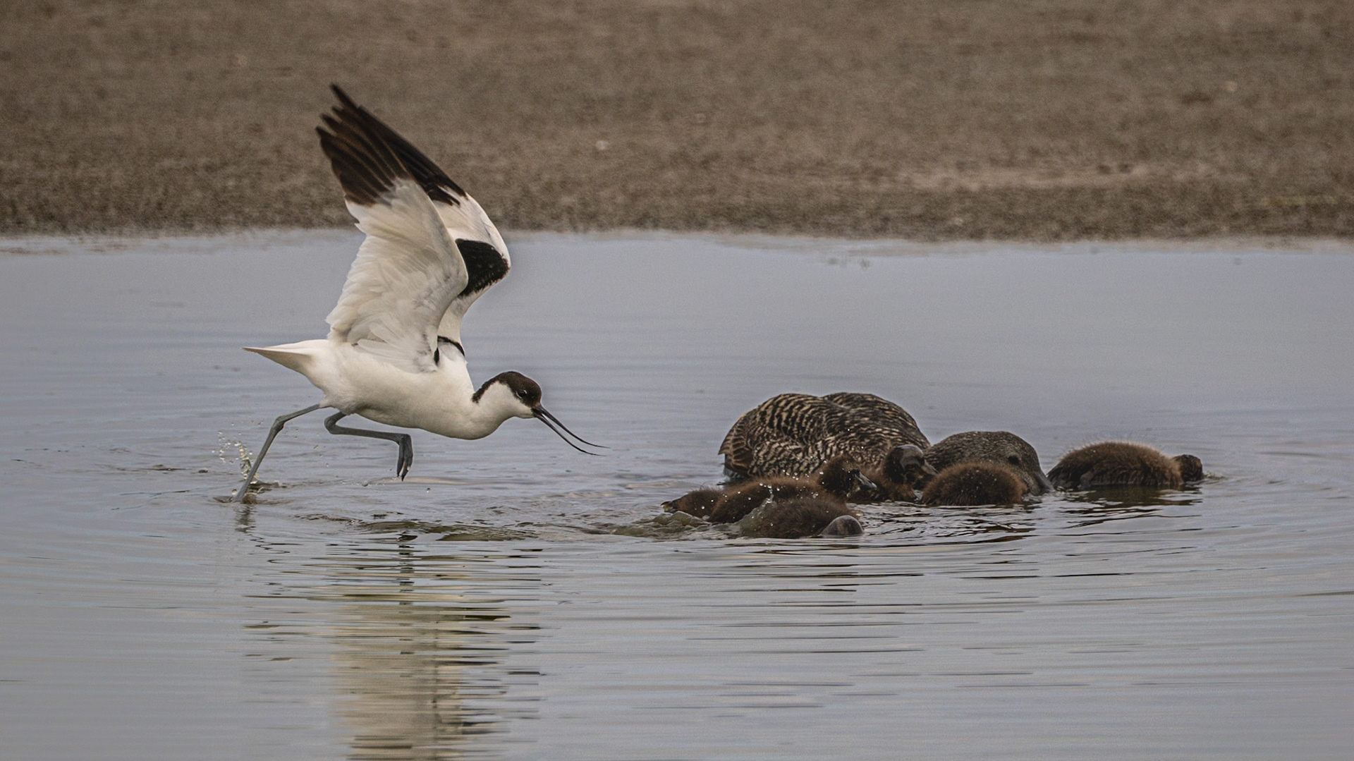 Deze Kluut wil de moeder Eidereend met kroost verjagen 