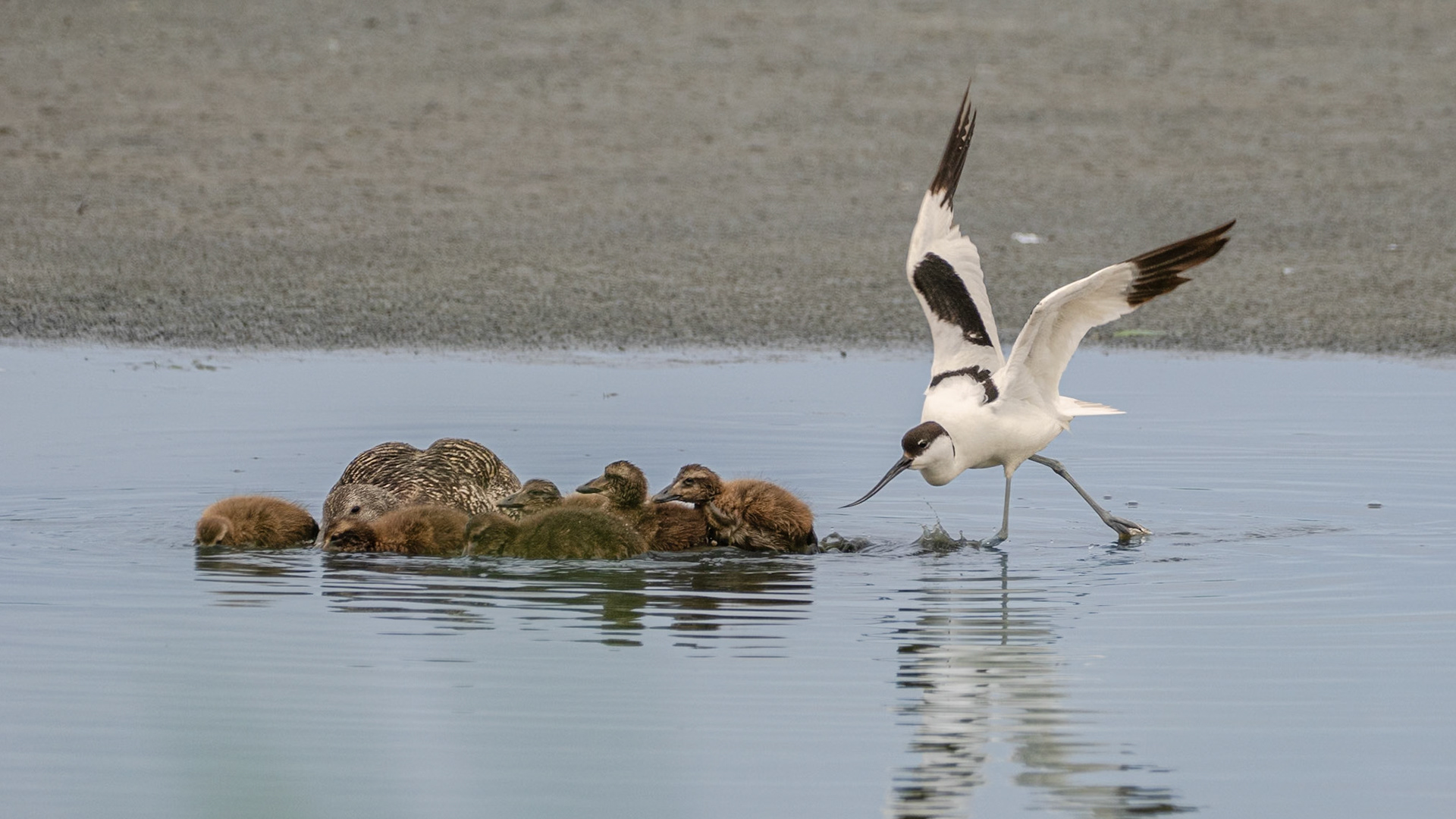 Deze Kluut wil de moeder Eidereend met kroost verjagen  
