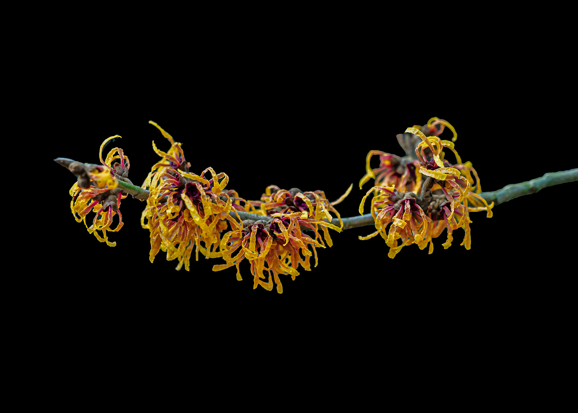 Hamamelis x intermedia 'Orange Peel' - arboretum Kalmthout