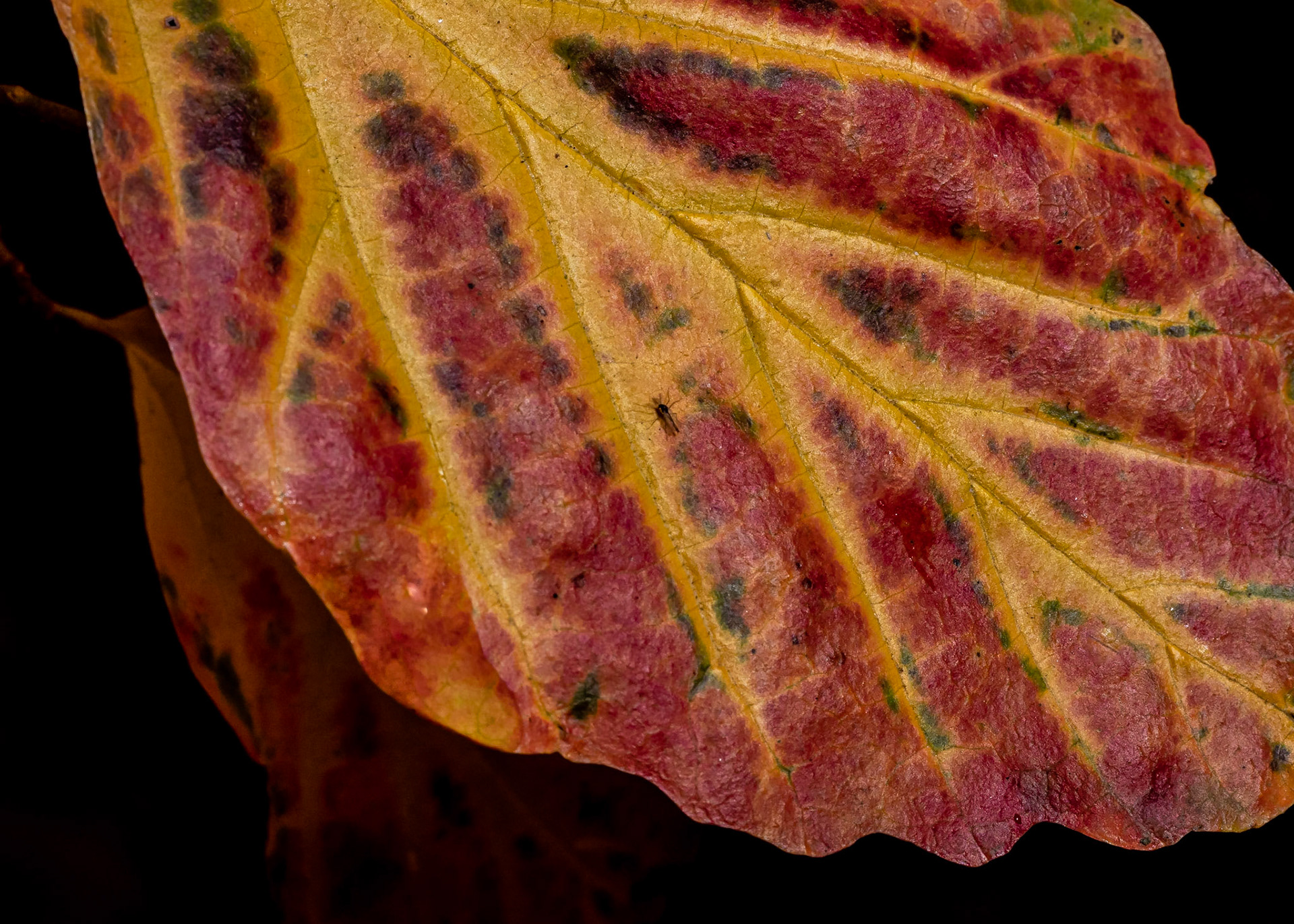 Kleurrijk bladdetail - arboretum Kalmthout