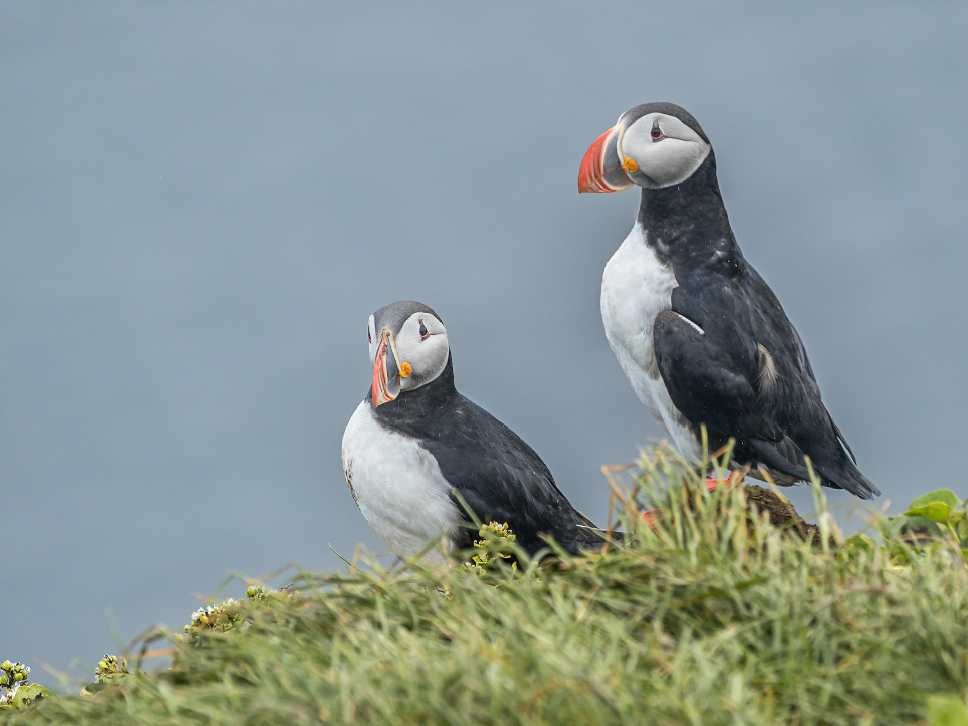 Papegaaiduikers / Puffins