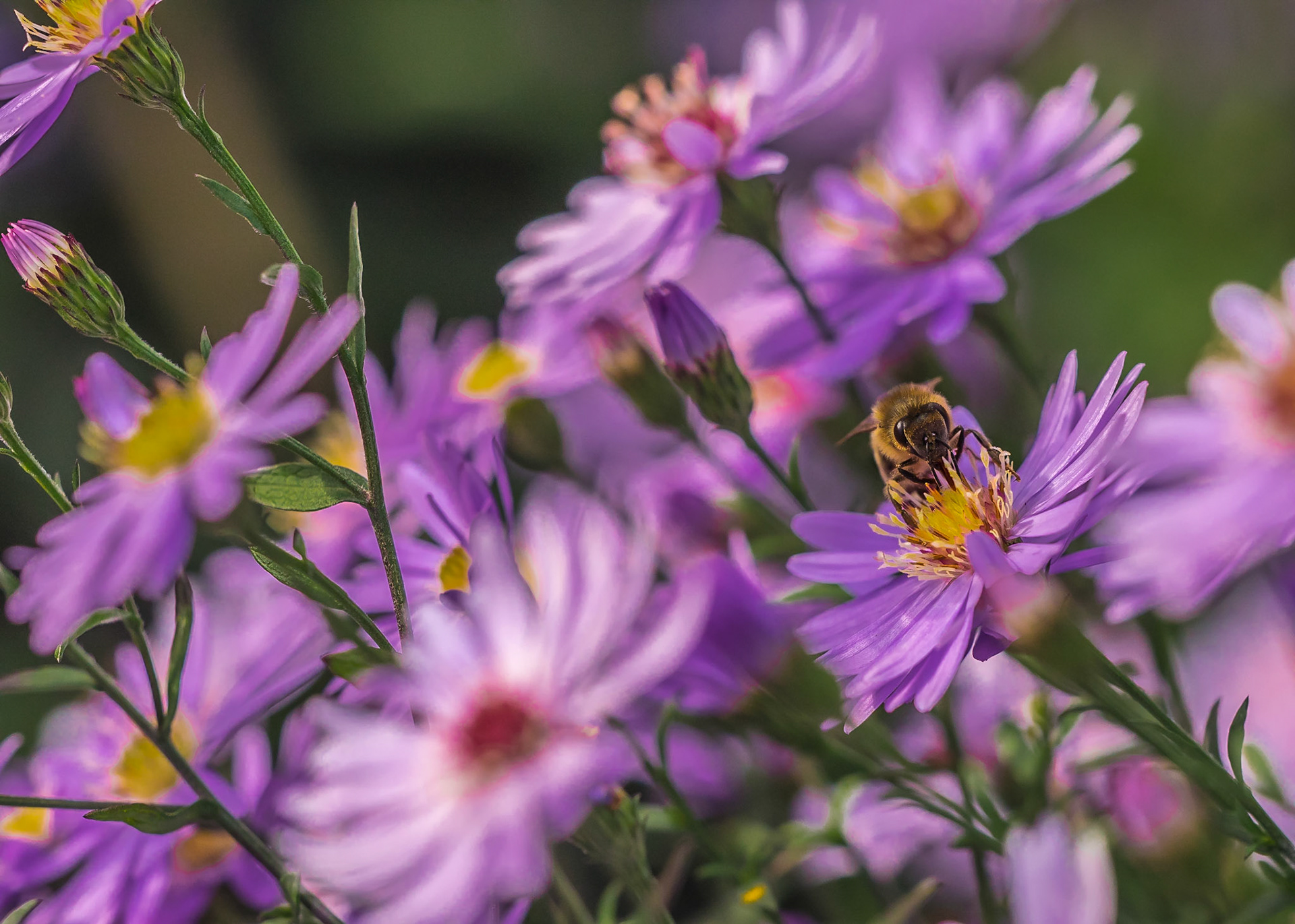Aster novi belgii - arboretum Kalmthout