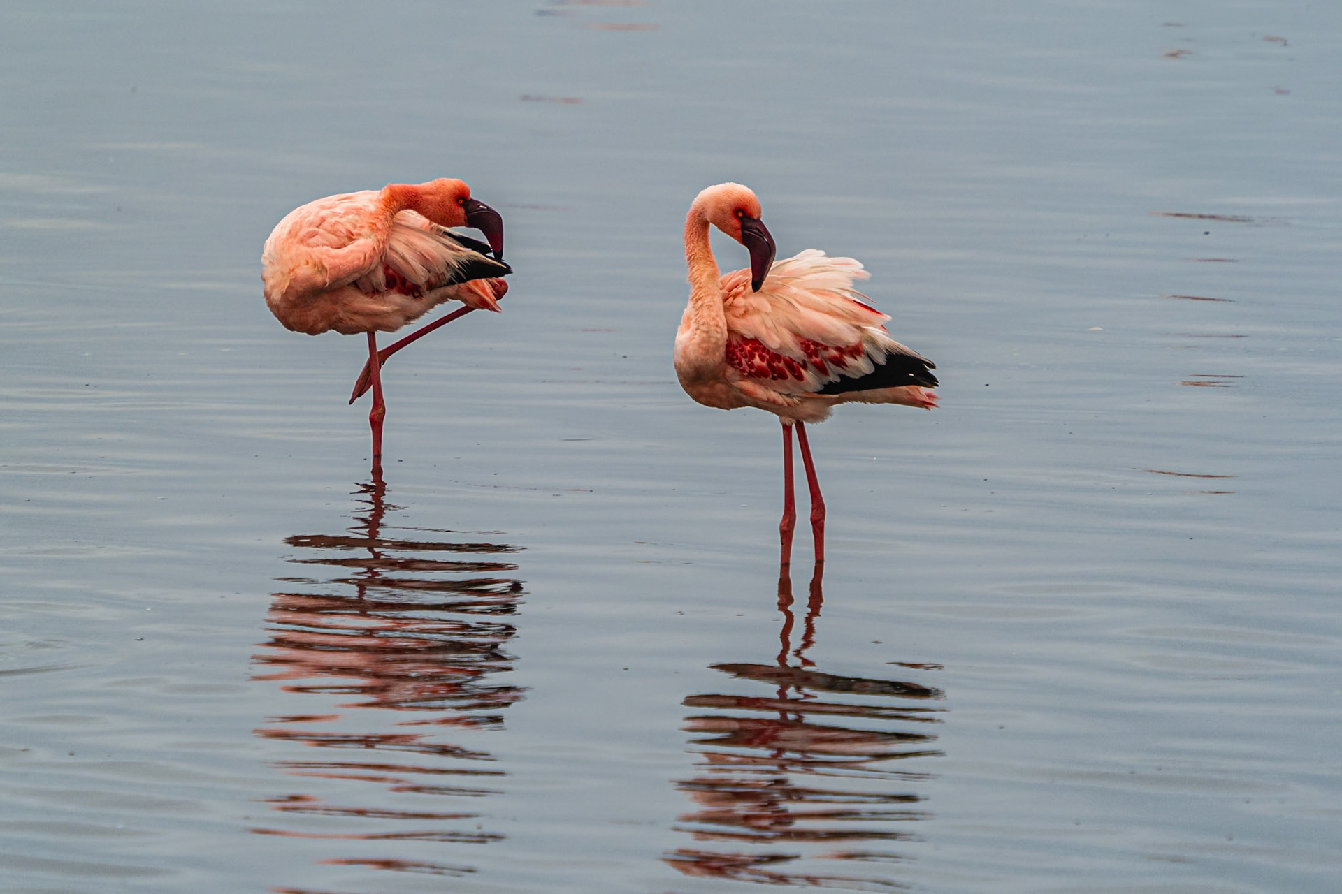 Flamingo's in Flamingo lagoon - Walvisbaai
