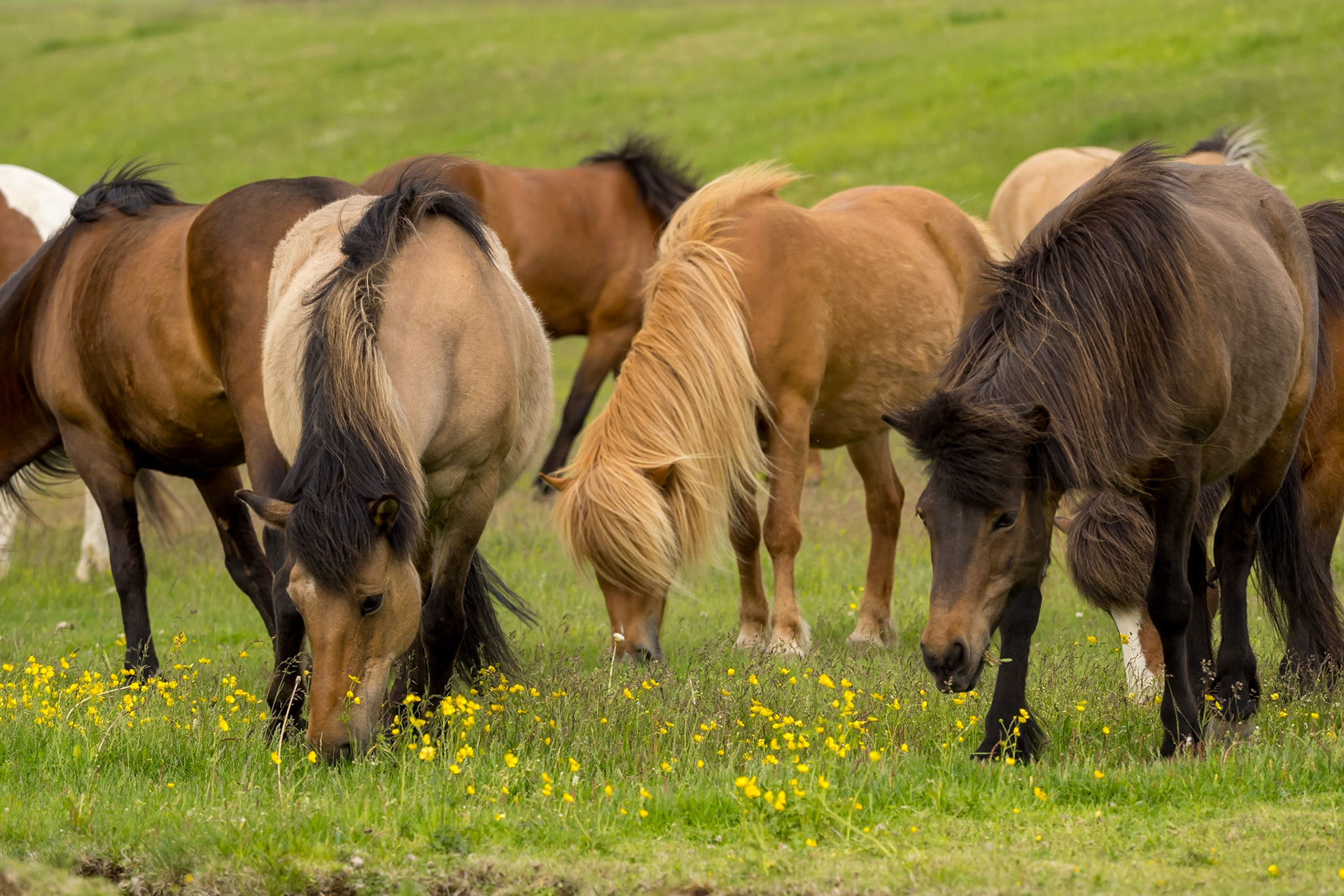 IJslandse paarden