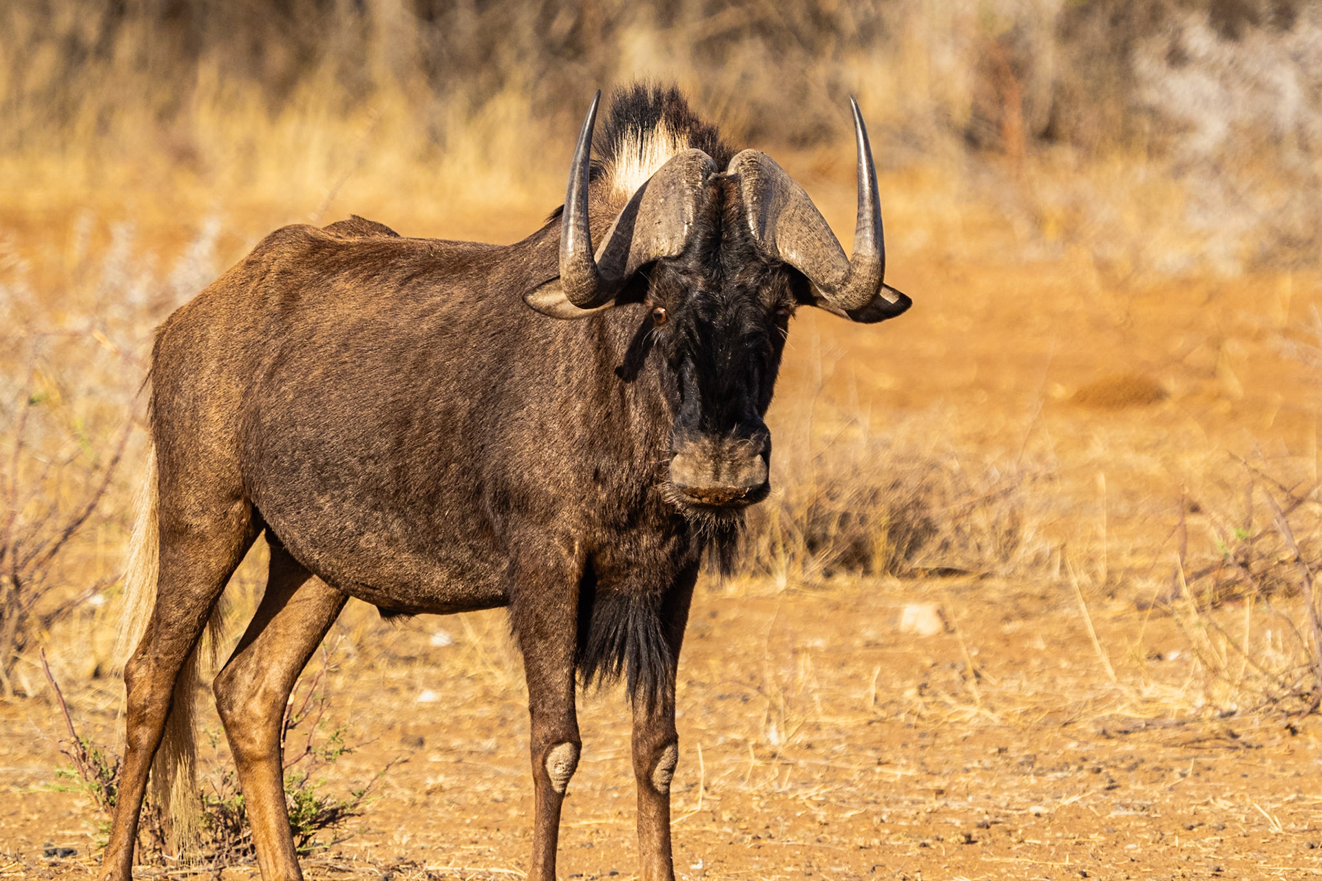 De witstaart gnoe - Otjiwarongo
