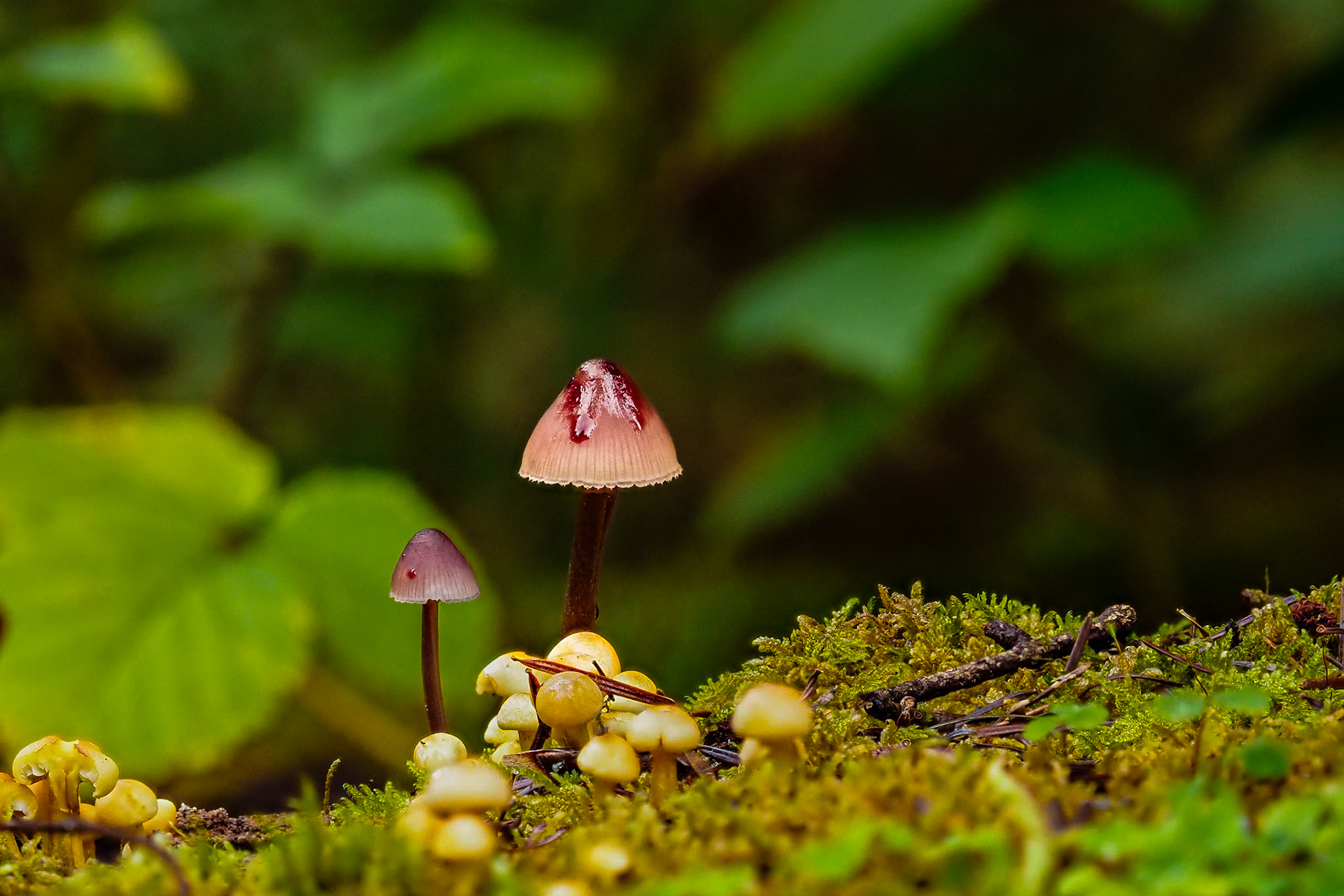 Grote bloedsteelmycena