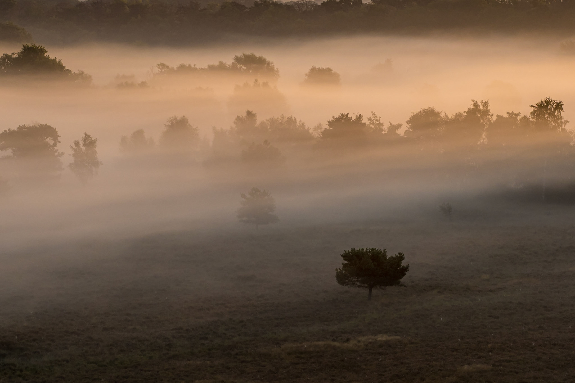 Zonsopgang vanaf de brandtoren, 27-08-2022, Kalmthout, België
