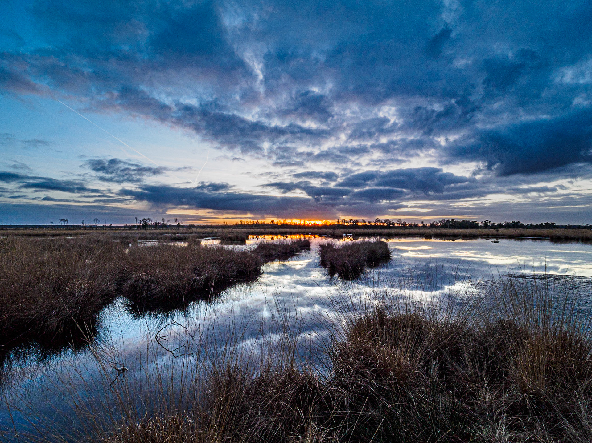 Pluisven 26-11-2016, Kalmthout, België