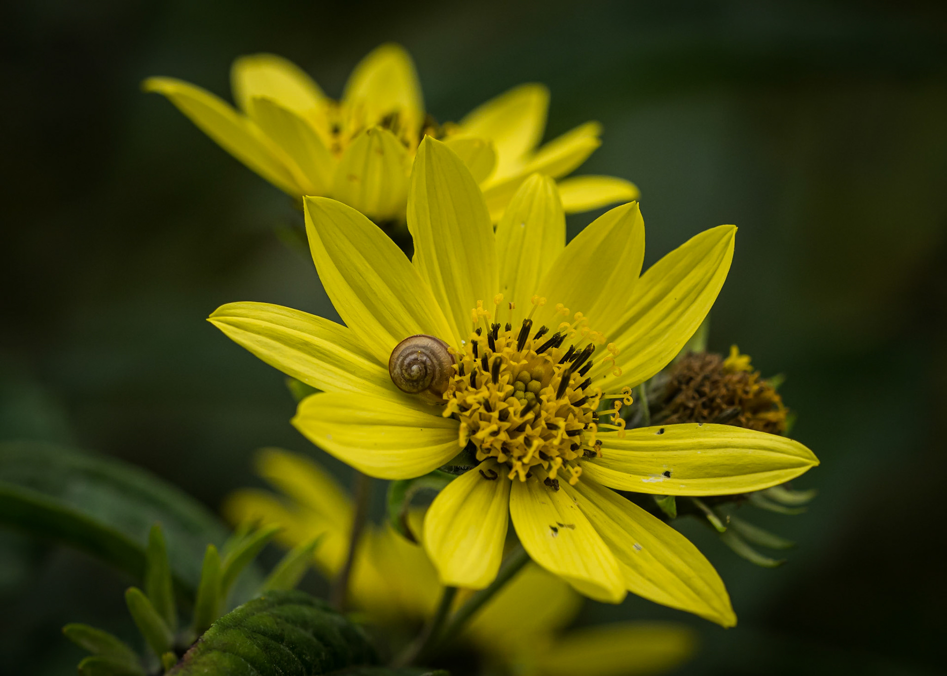 Helenium ' the bishop' met huisslakje - arboretum Kalmthout