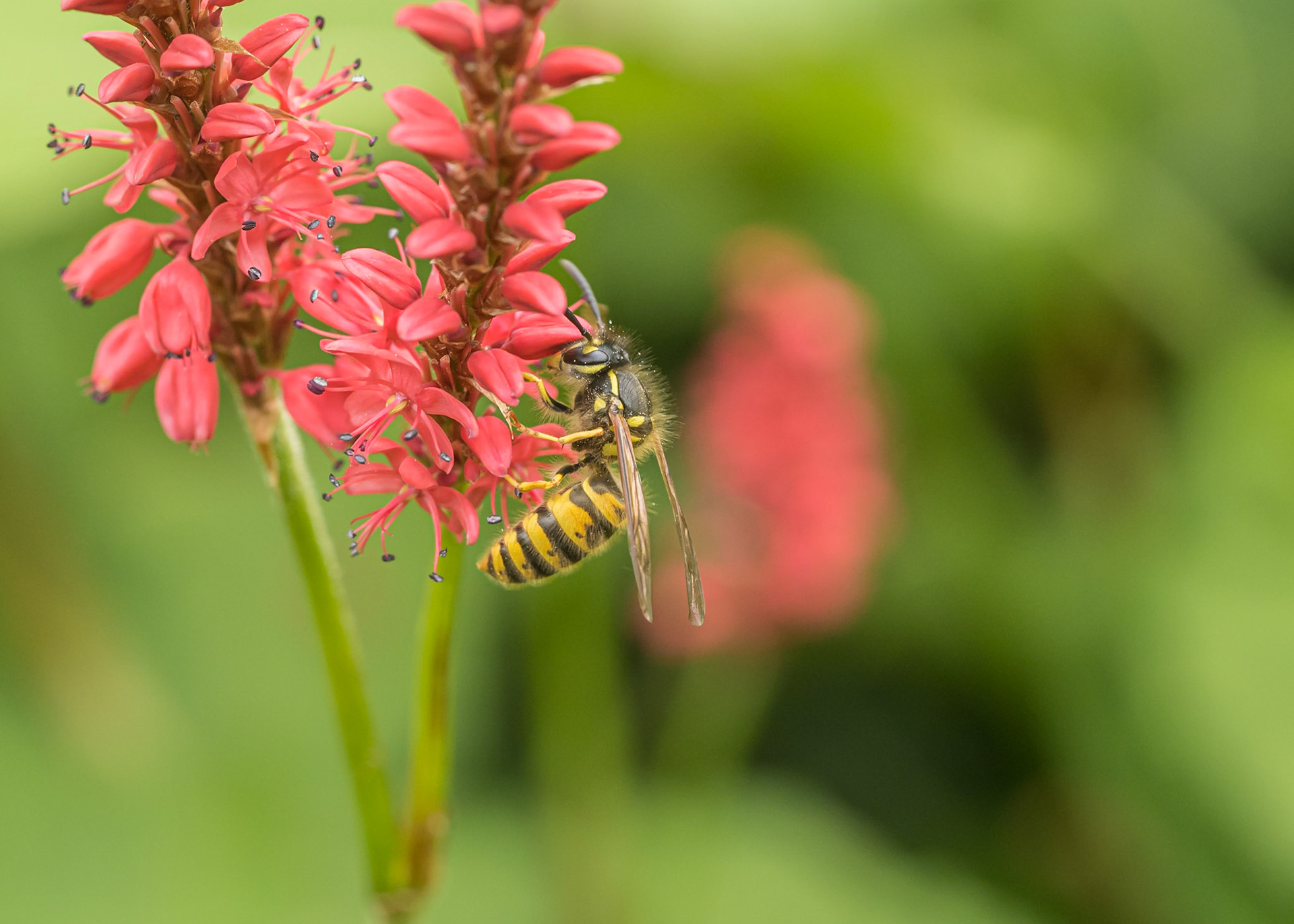 gewone wesp op Persicaria amplexicaulis 'firedance' - arboretum Kalmthout