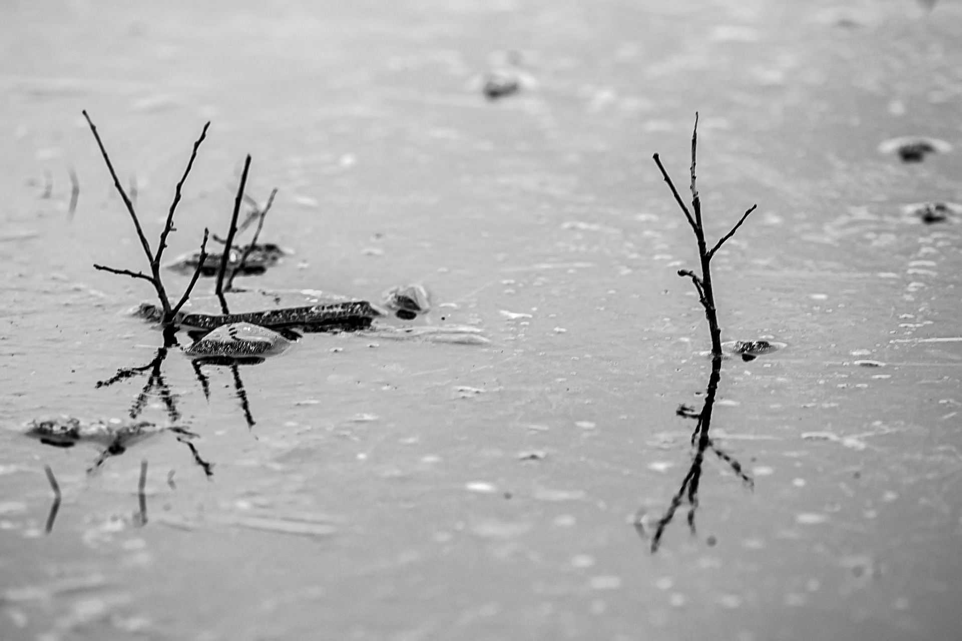 Bevroren, Kortenhoef, 10-01-2021, Hoogerheide, Nederland